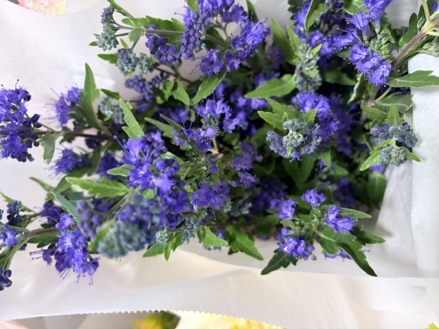 CARYOPTERIS x clandonensis Dark Knight