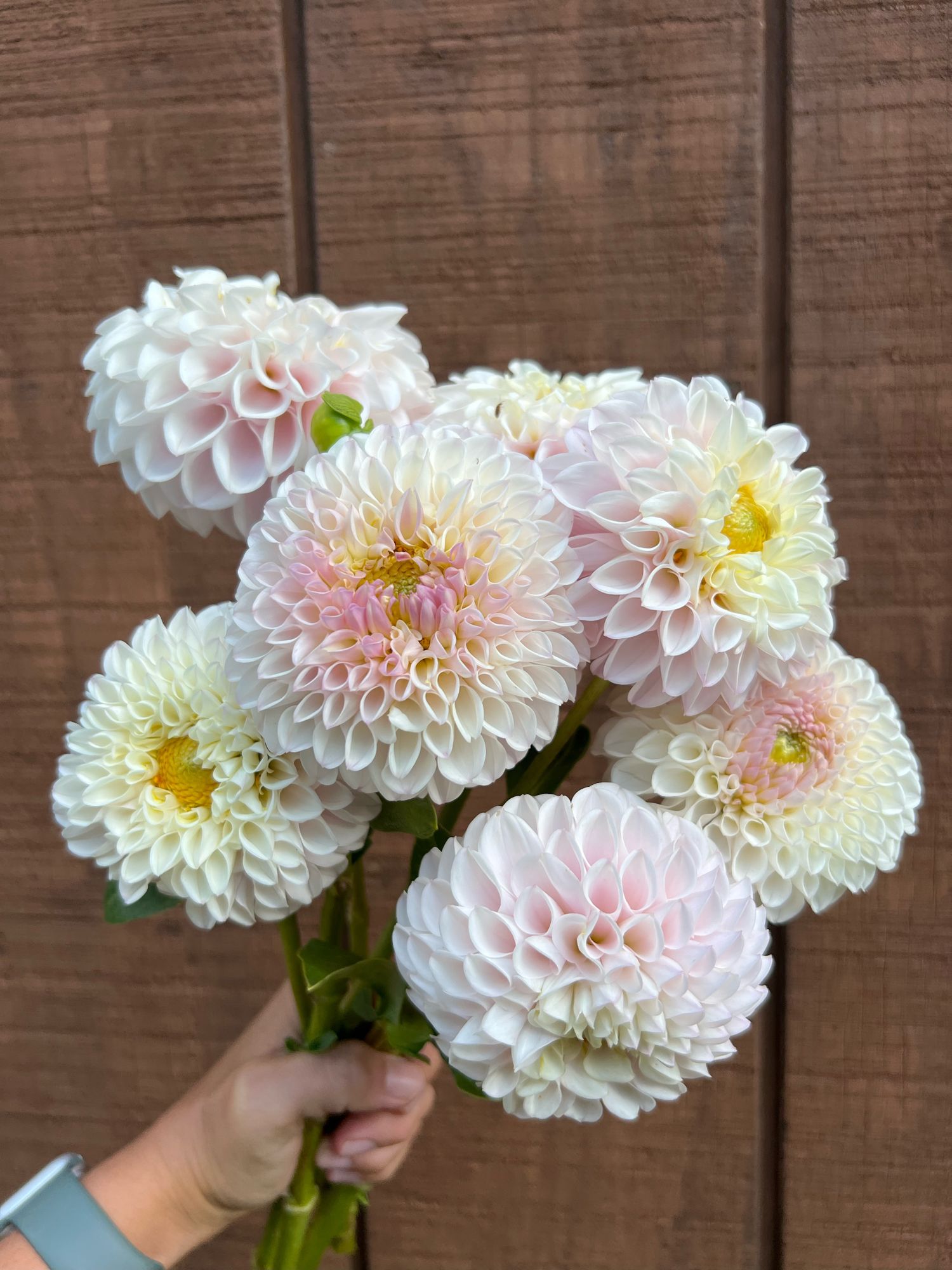 DAHLIA Pink Pearl