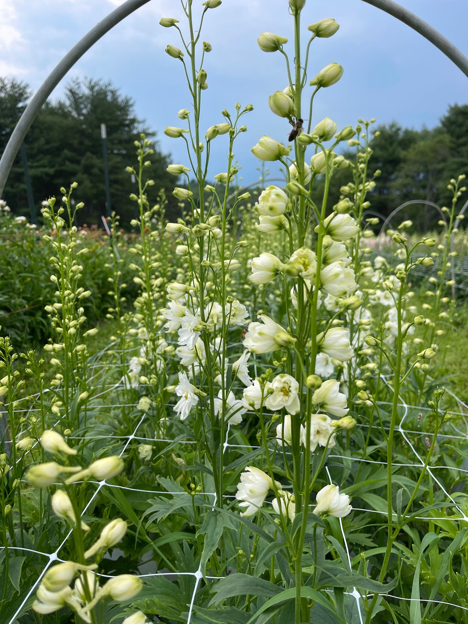 DELPHINIUM elatum Pacific Giants