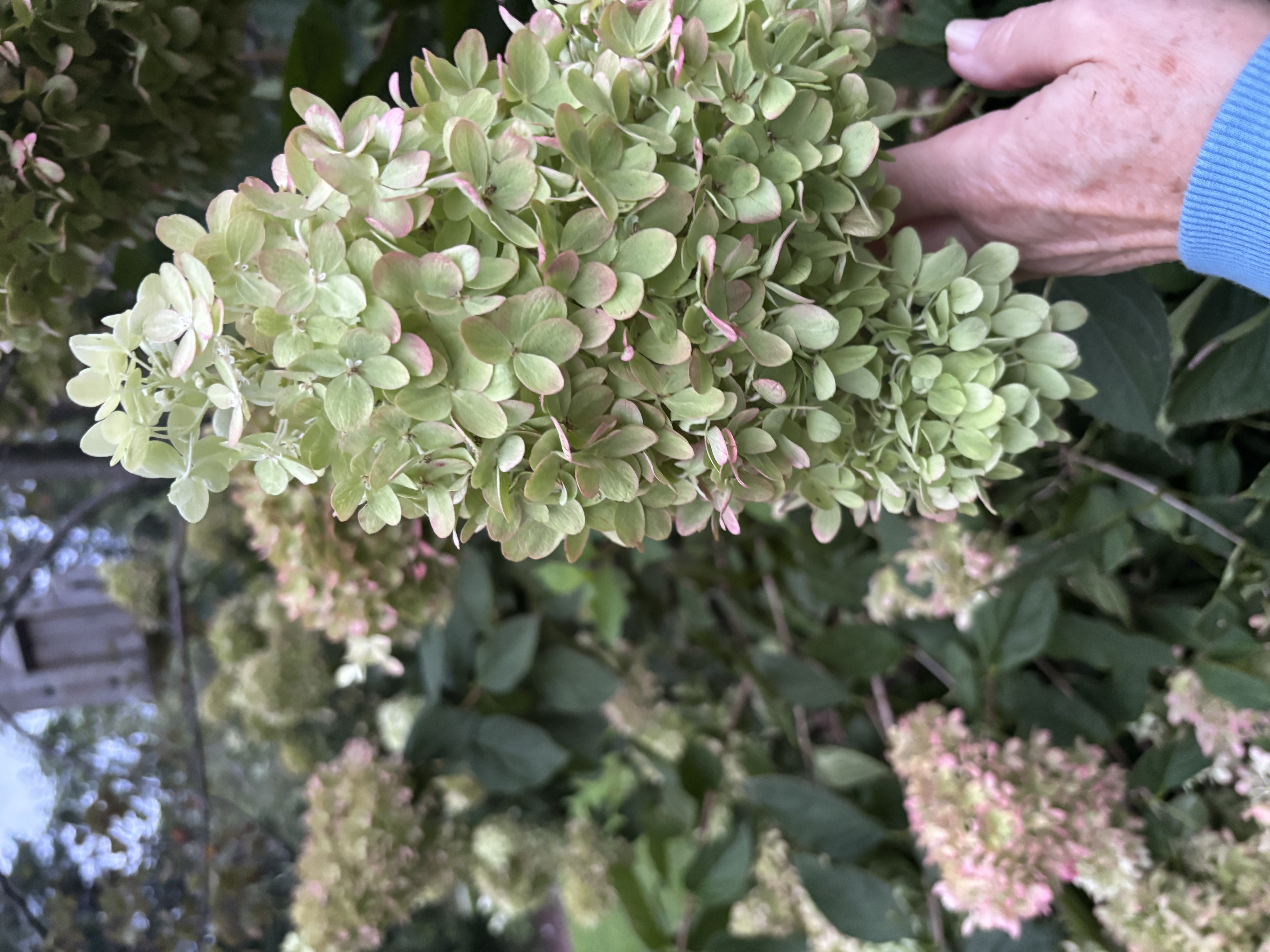 HYDRANGEA paniculata Limelight