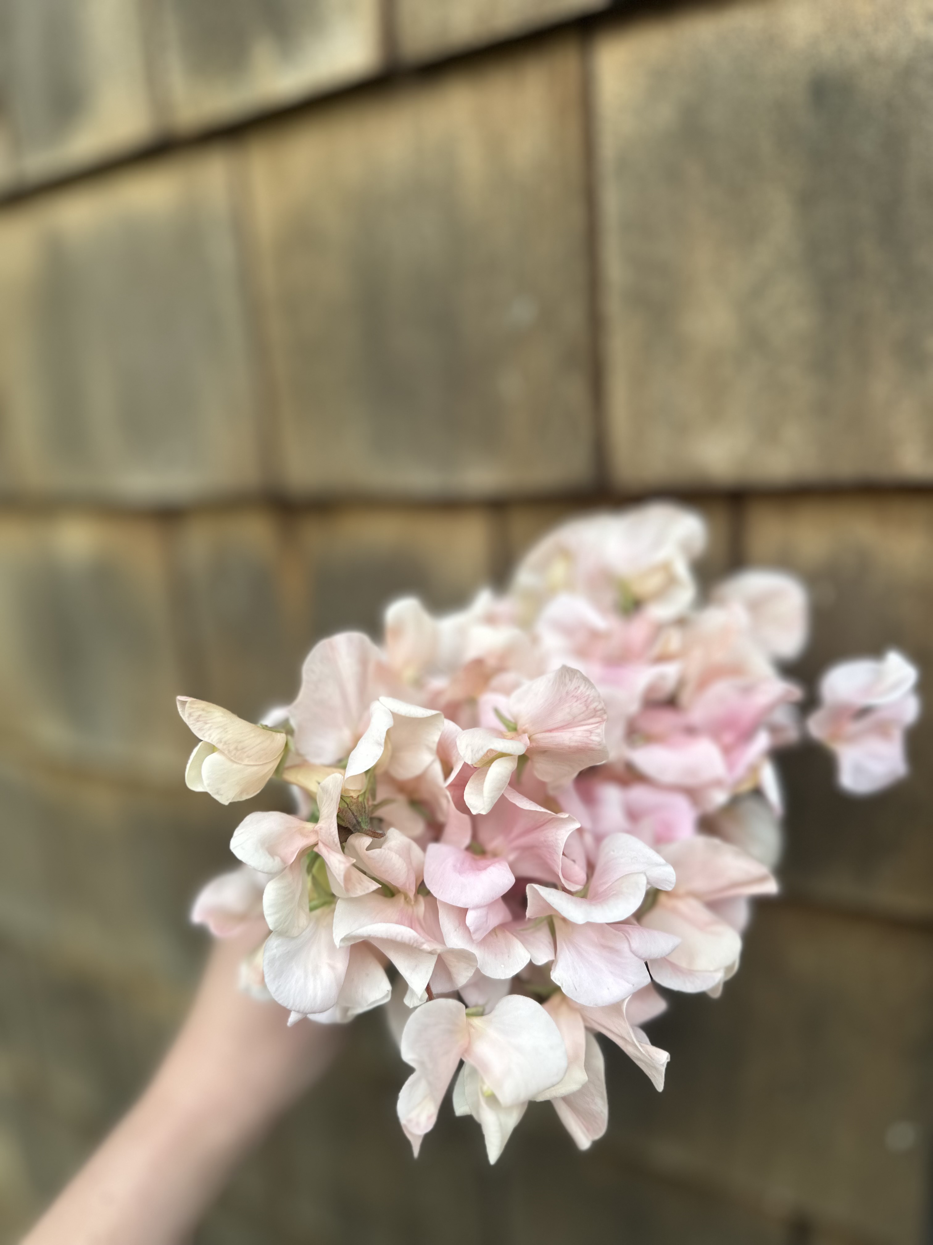 LATHYRUS odoratus Shell Pink