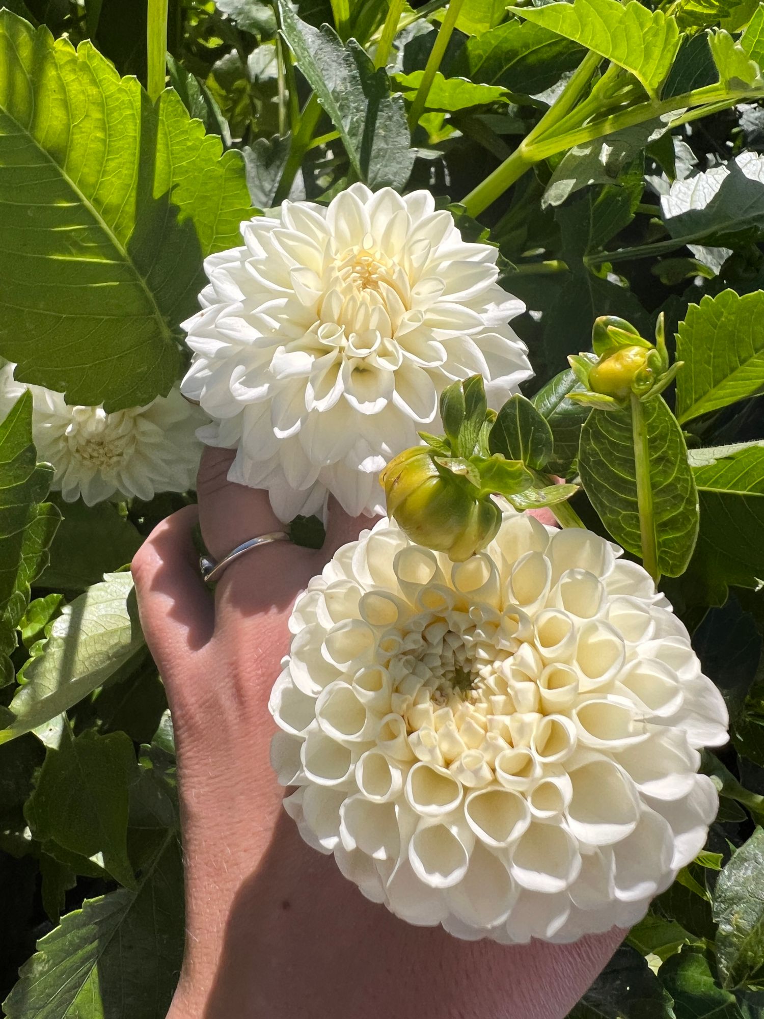 DAHLIA Ball
