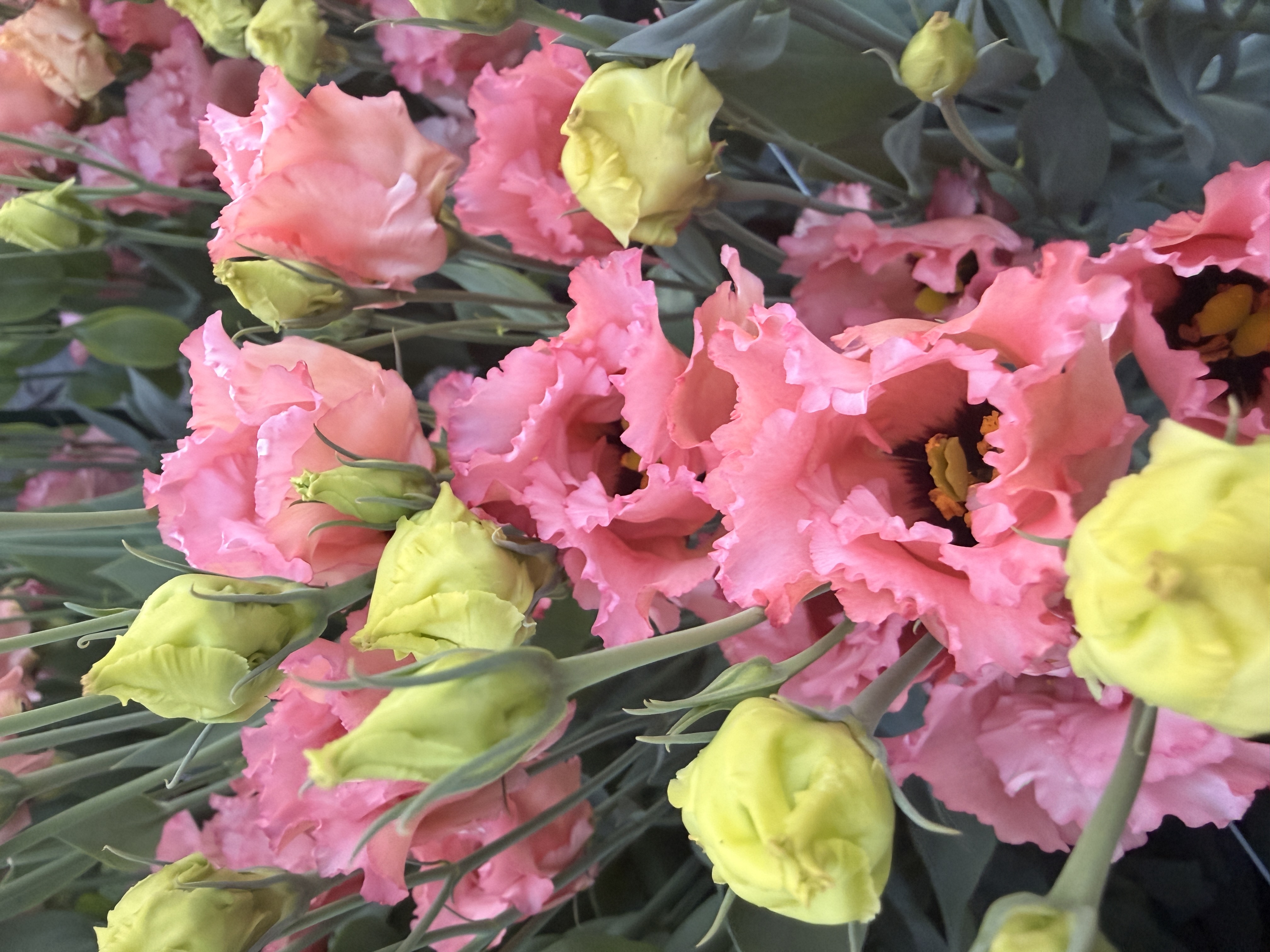 EUSTOMA grandiflorum Falda