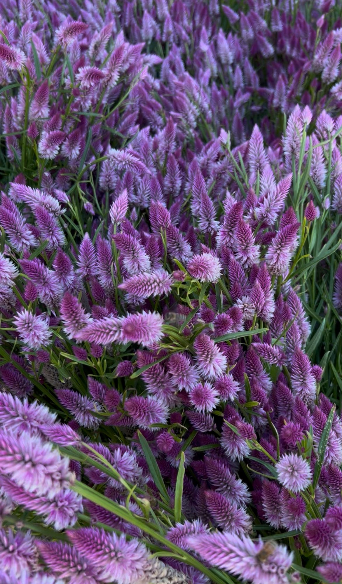 CELOSIA argentea spicata Flamingo Feather