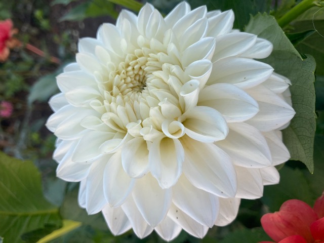 DAHLIA Blizzard