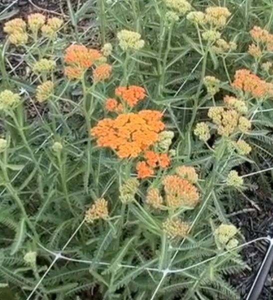 ACHILLEA millefolium Terracotta
