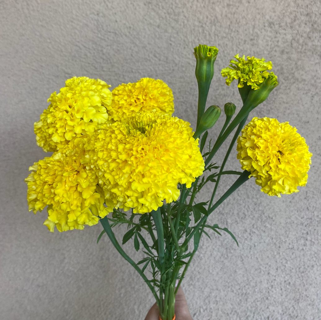 TAGETES erecta Giant Yellow