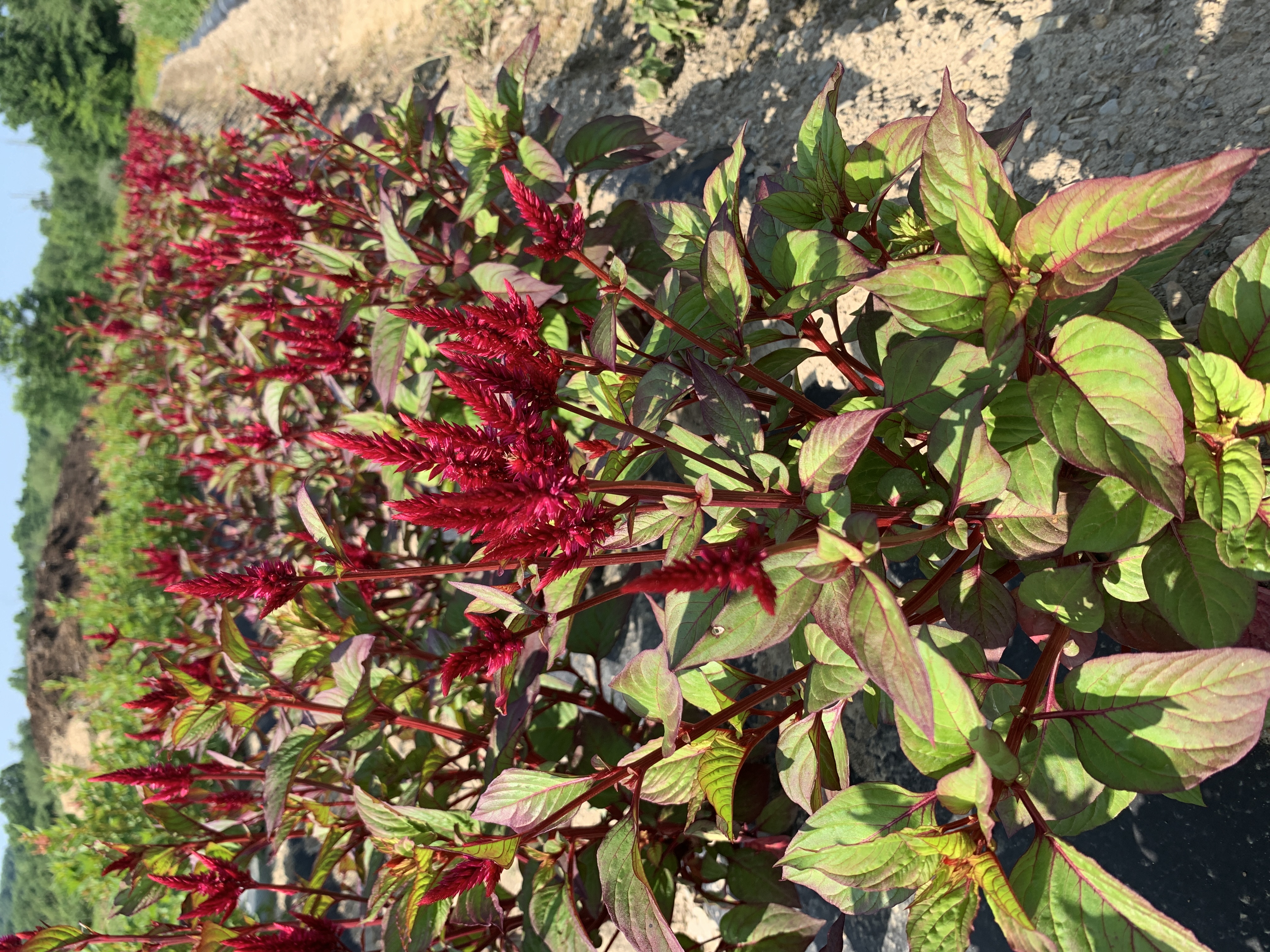 CELOSIA argentea spicata Celway Red