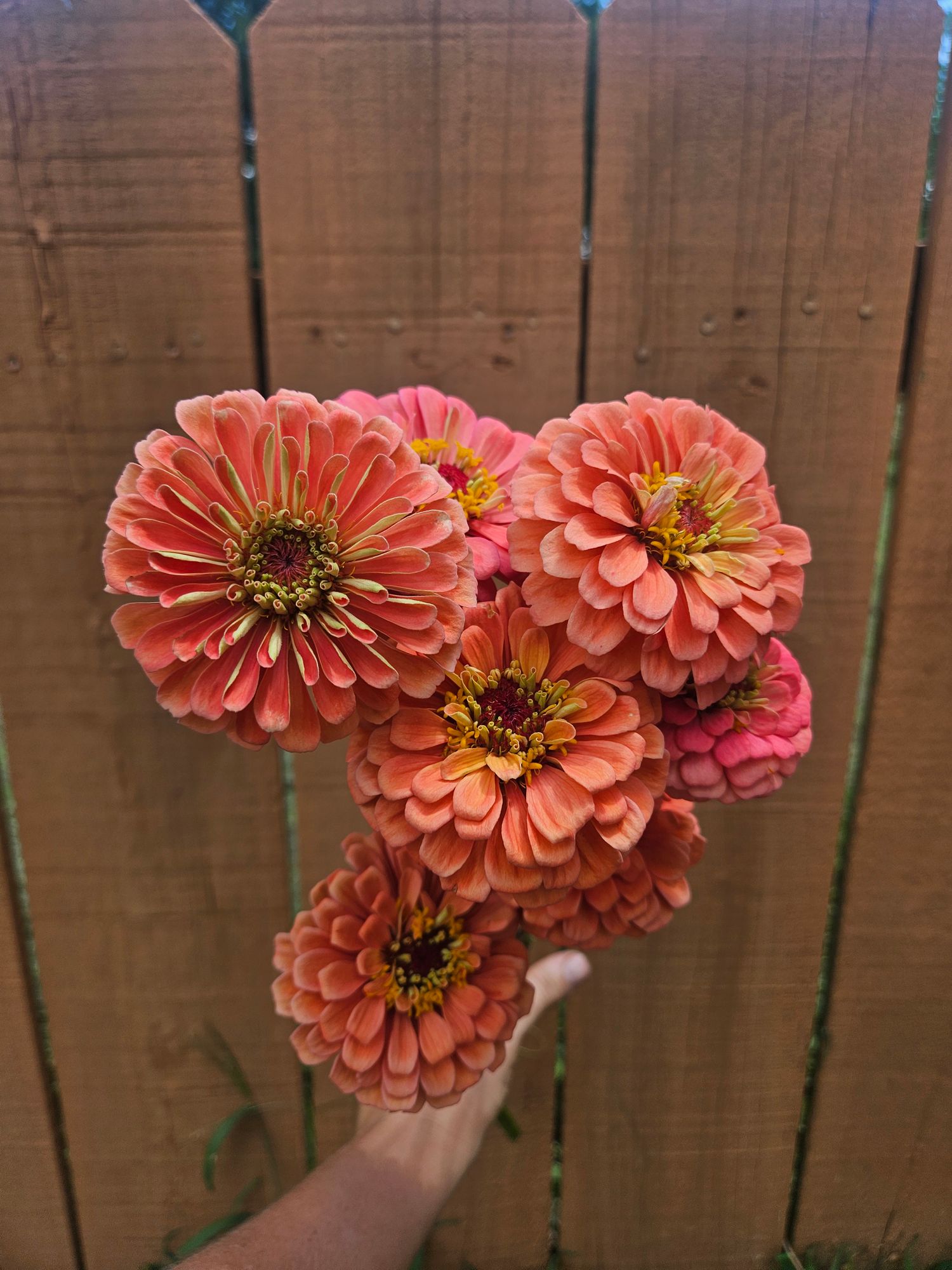 ZINNIA elegans Benarys Giant Salmon Rose