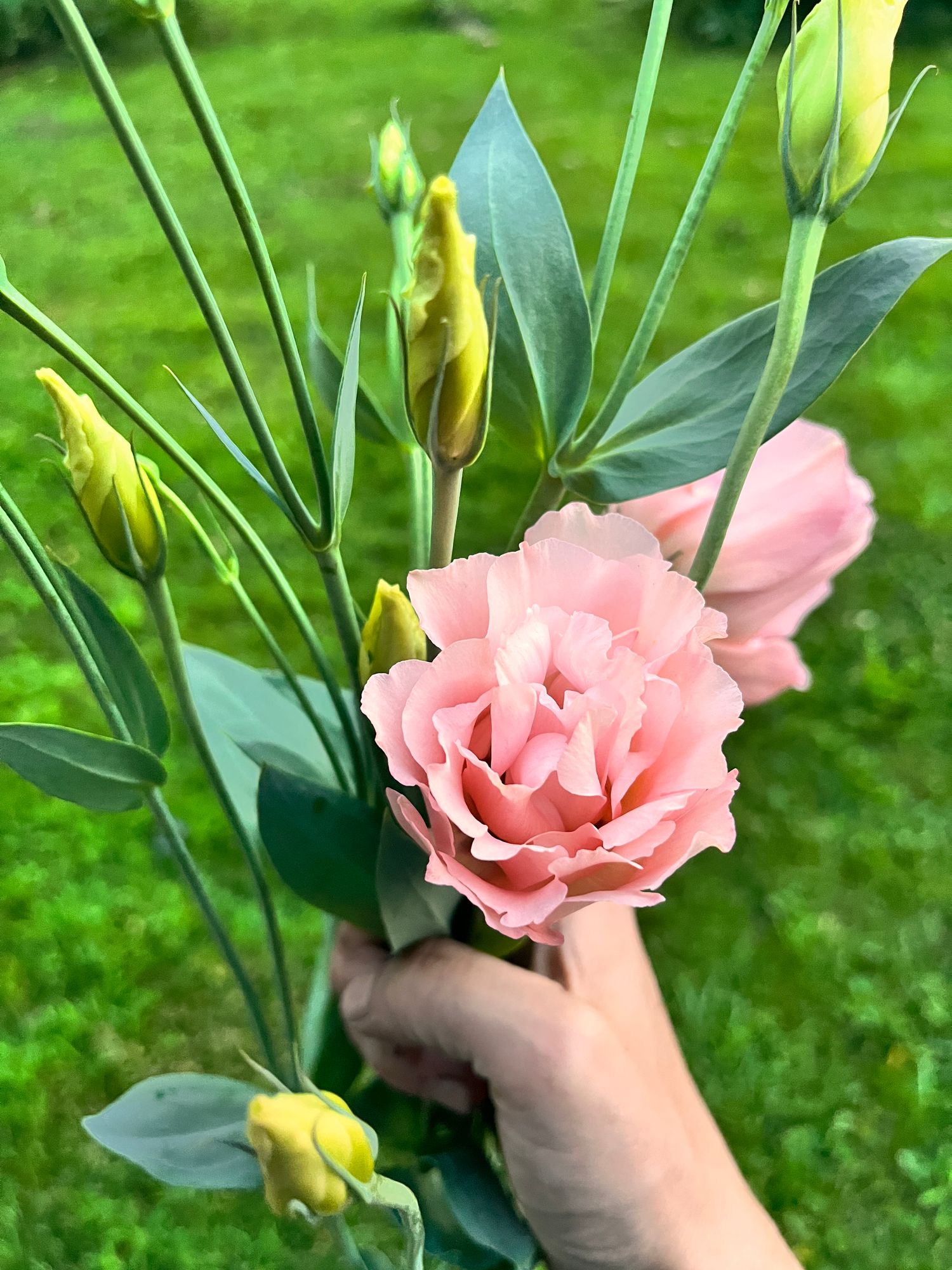 EUSTOMA grandiflorum