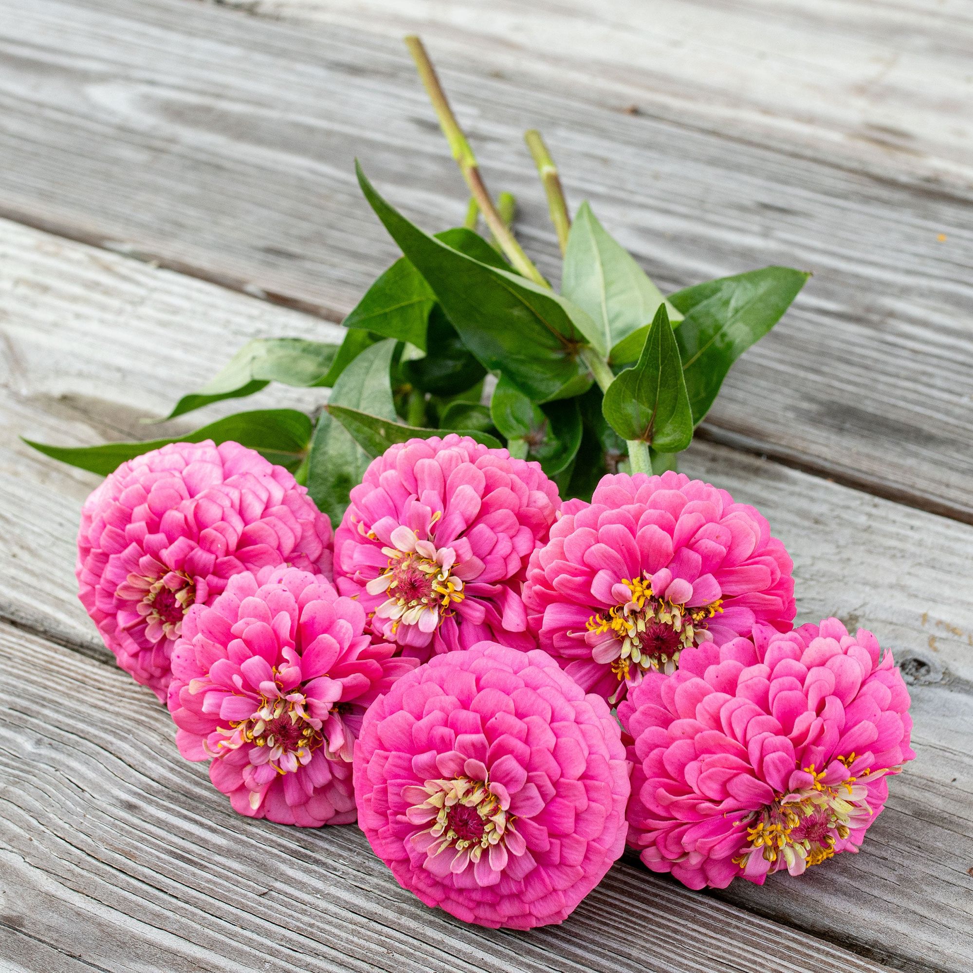 ZINNIA elegans Oklahoma Series