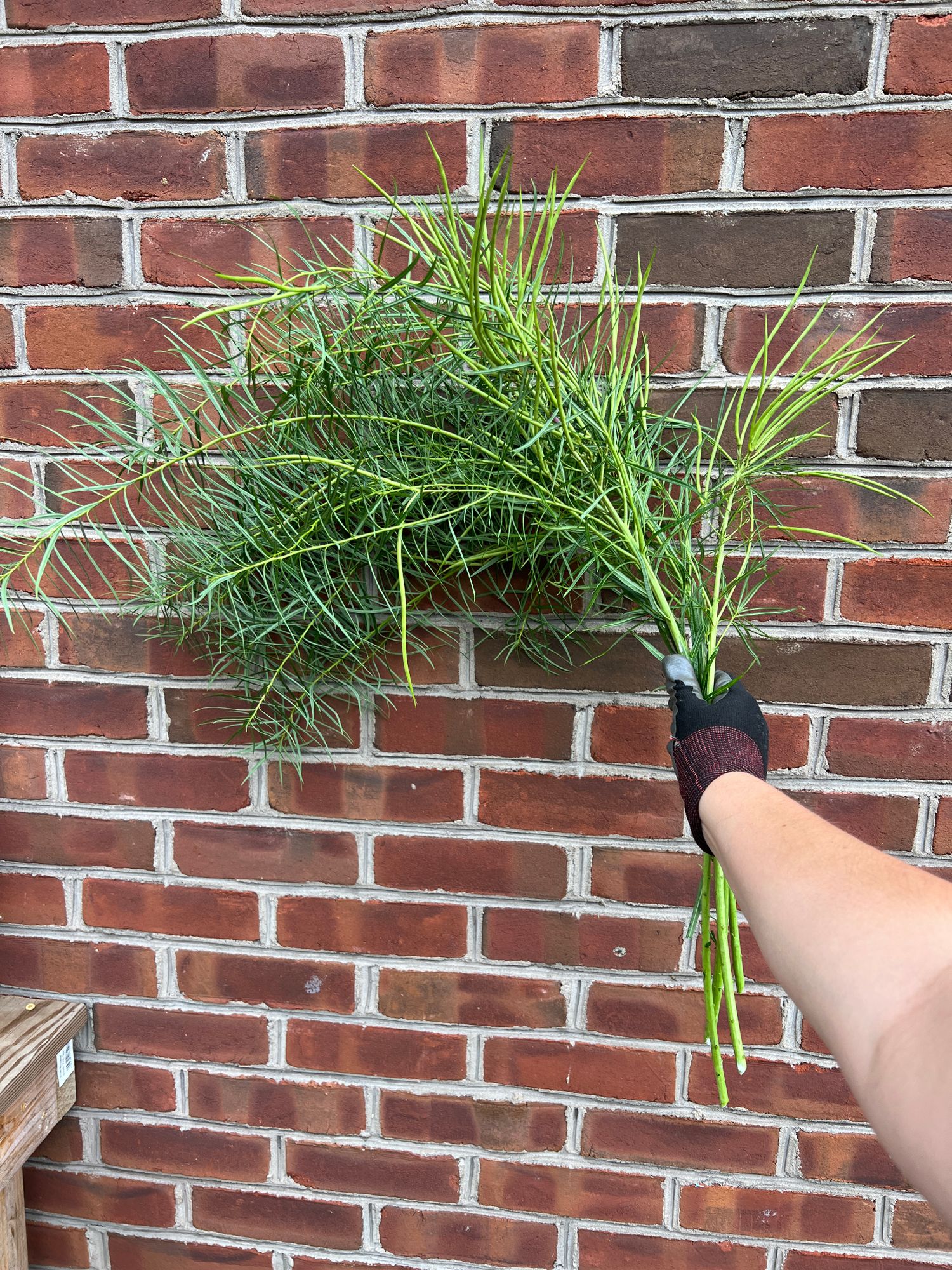 AMSONIA hubrichtii