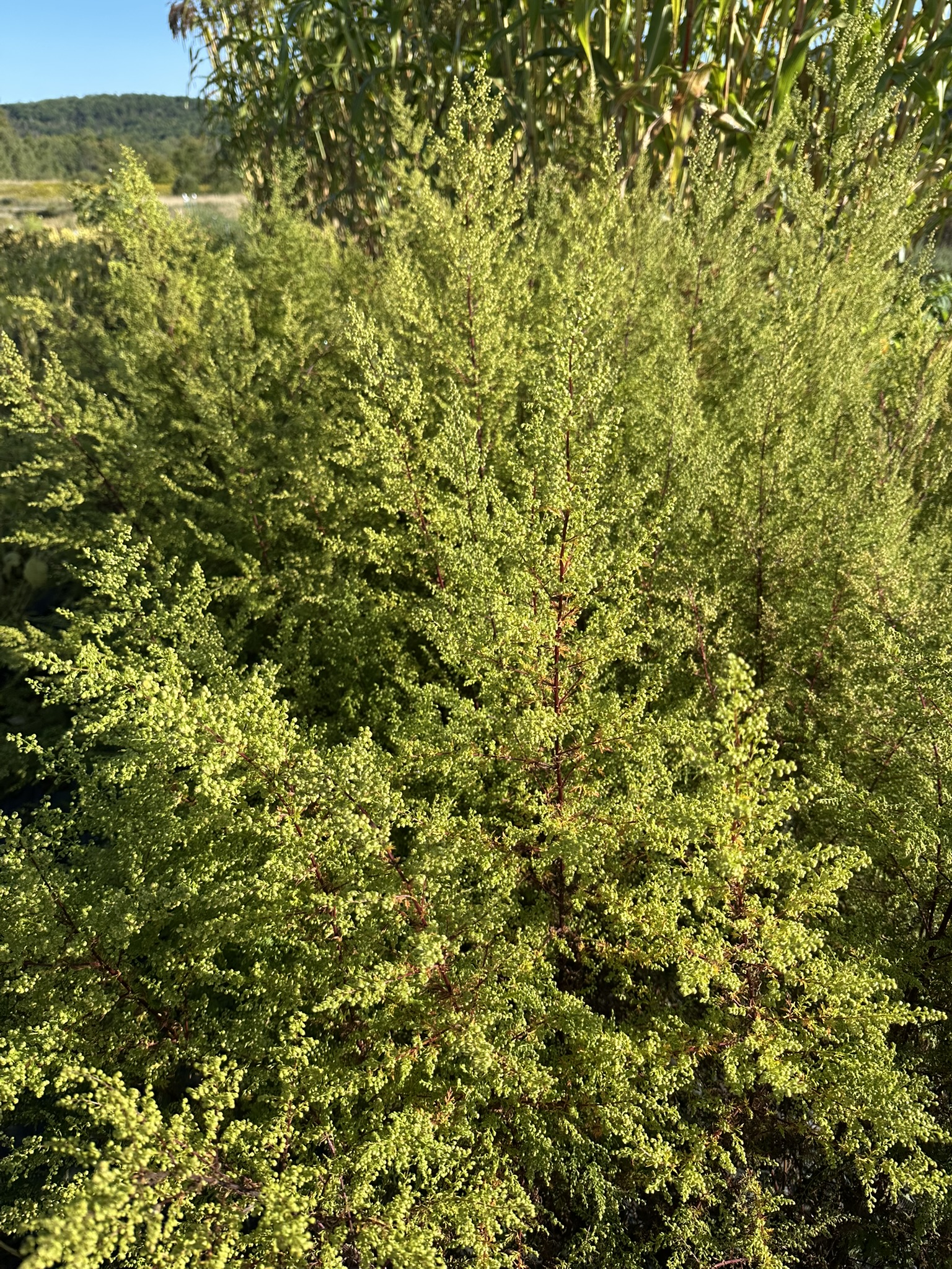 ARTEMISIA annua