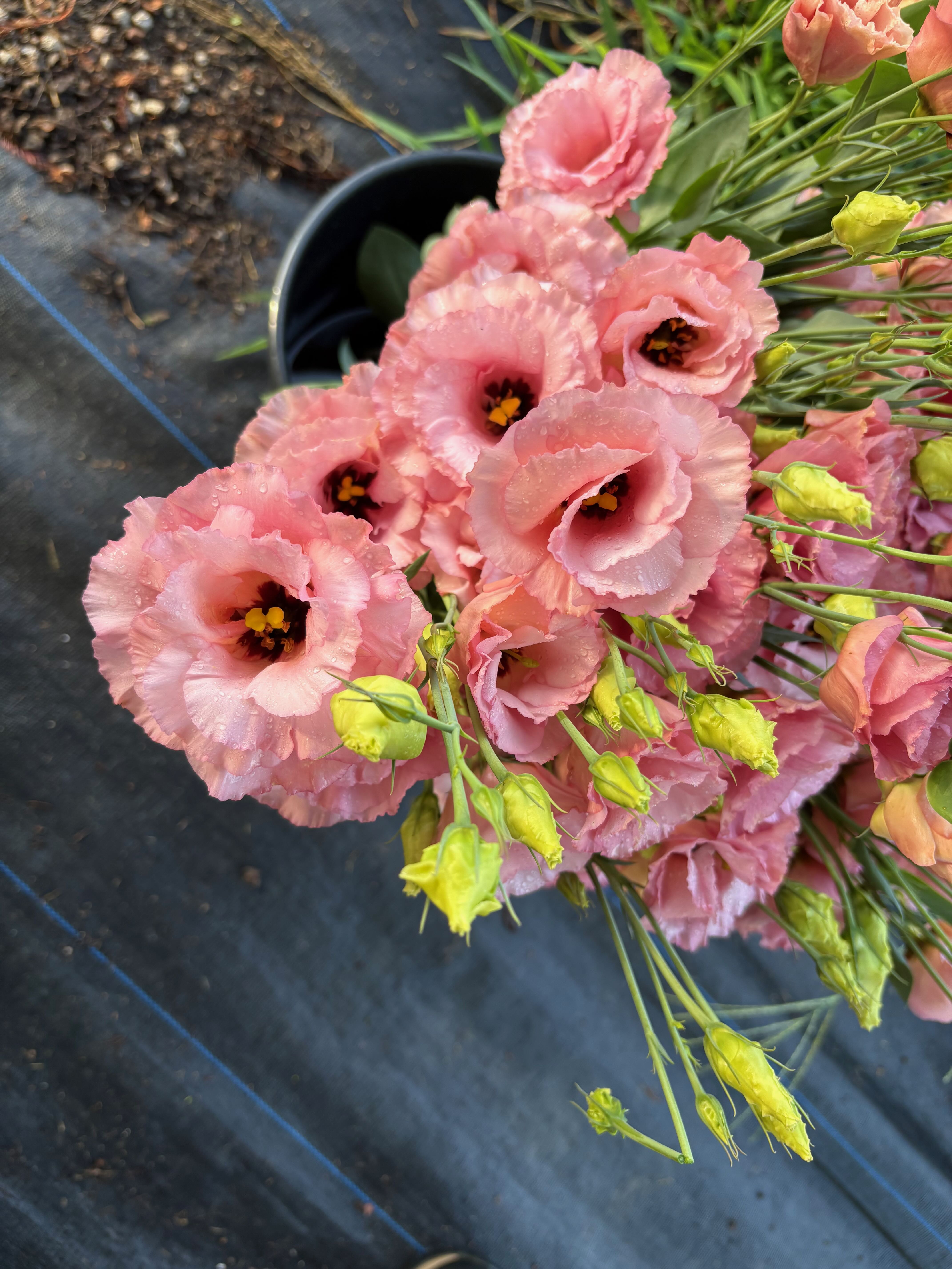 EUSTOMA grandiflorum