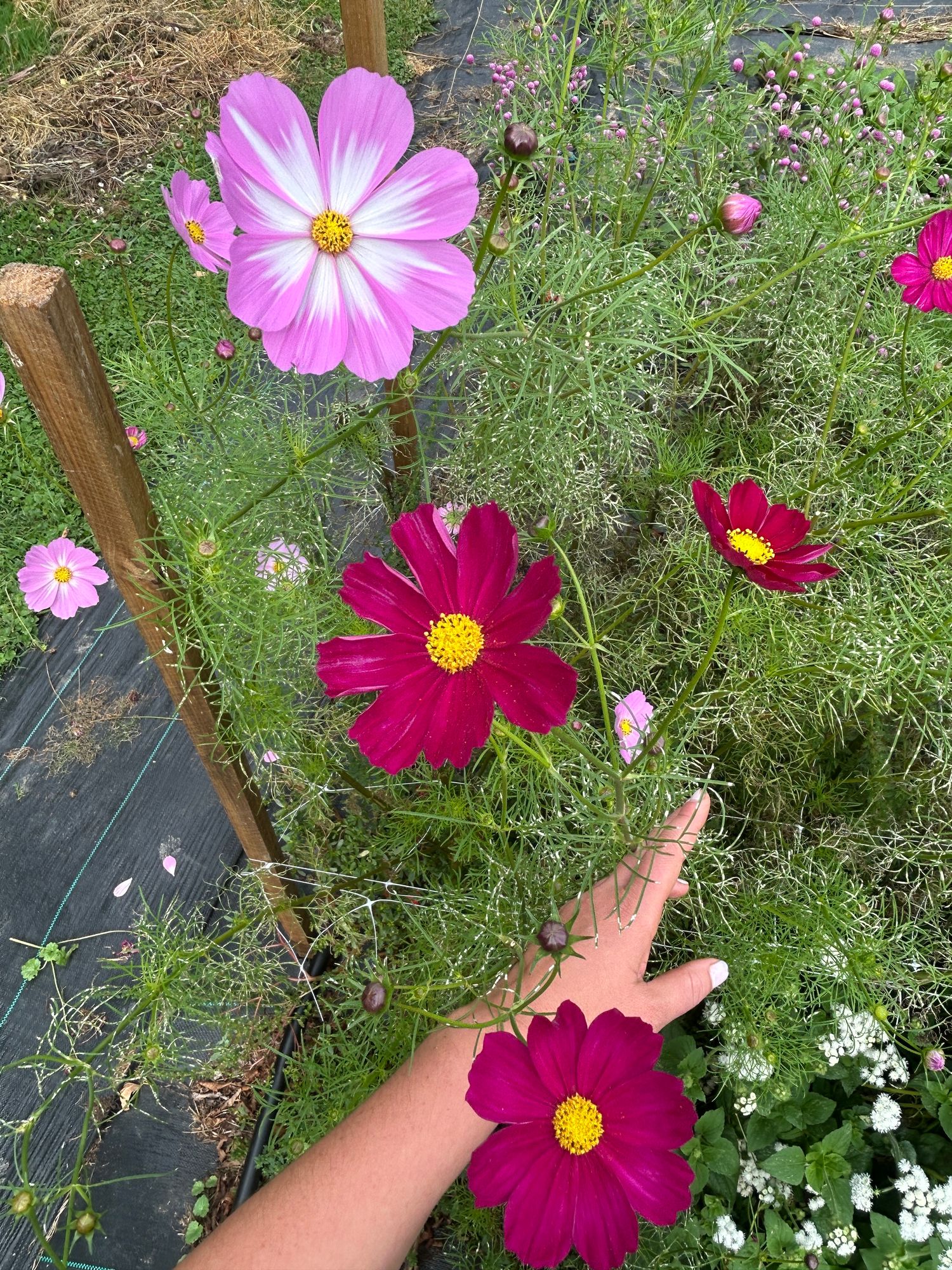 COSMOS bipinnatus