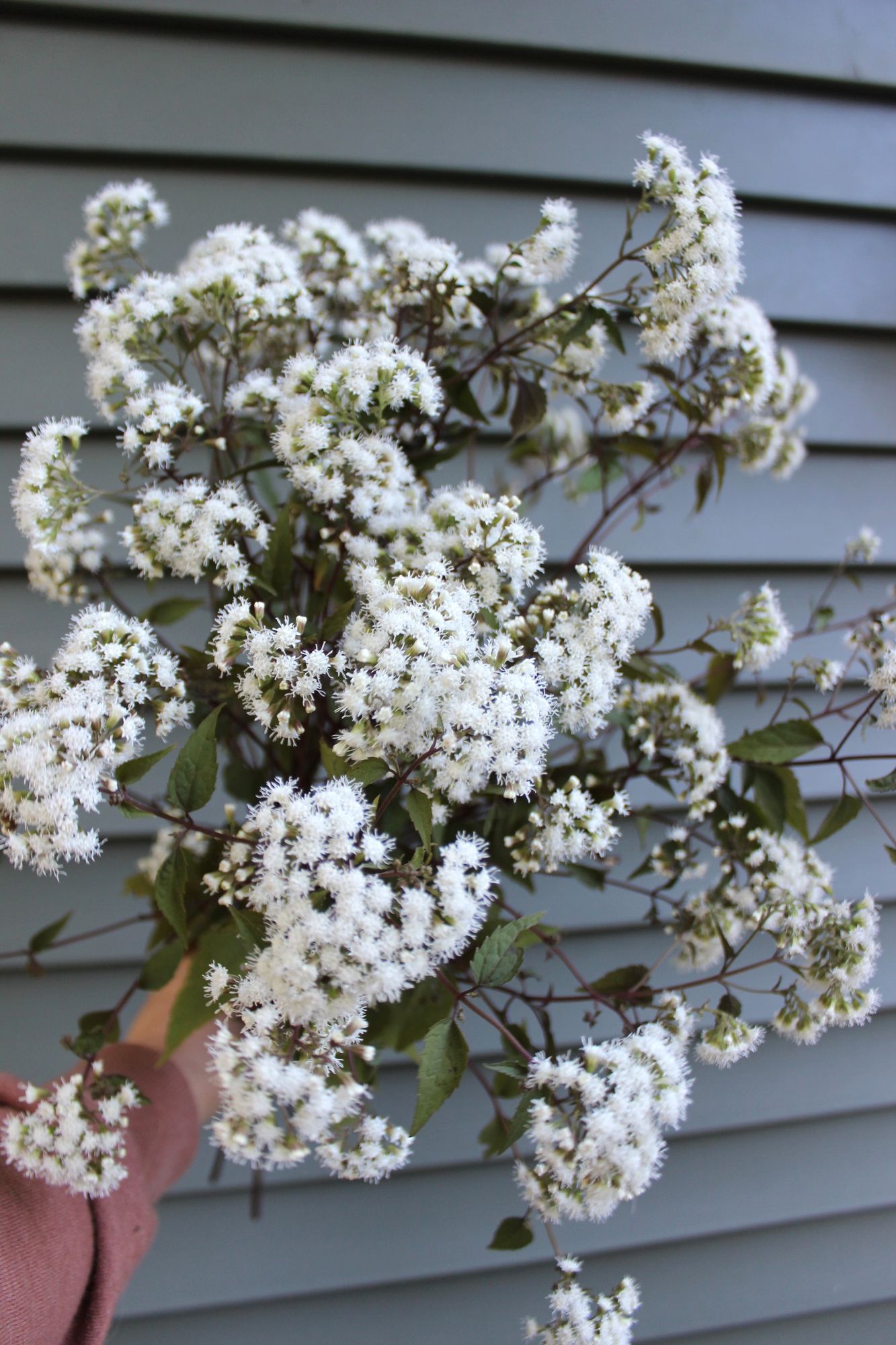 EUTROCHIUM maculatum