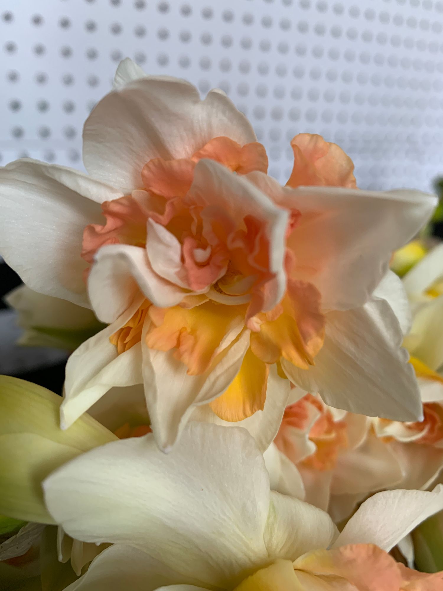 NARCISSUS Delnashaugh