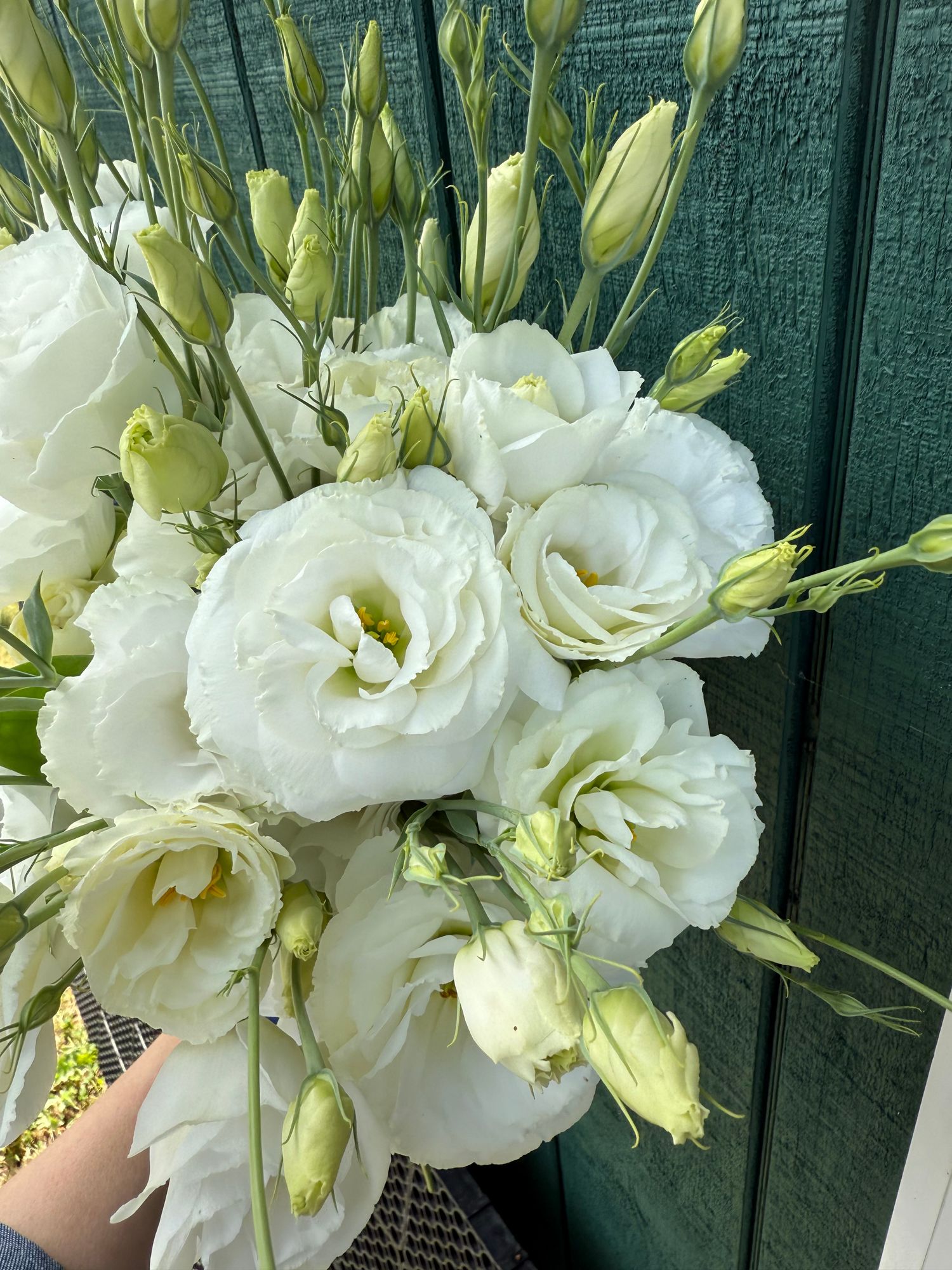 EUSTOMA grandiflorum ABC 1