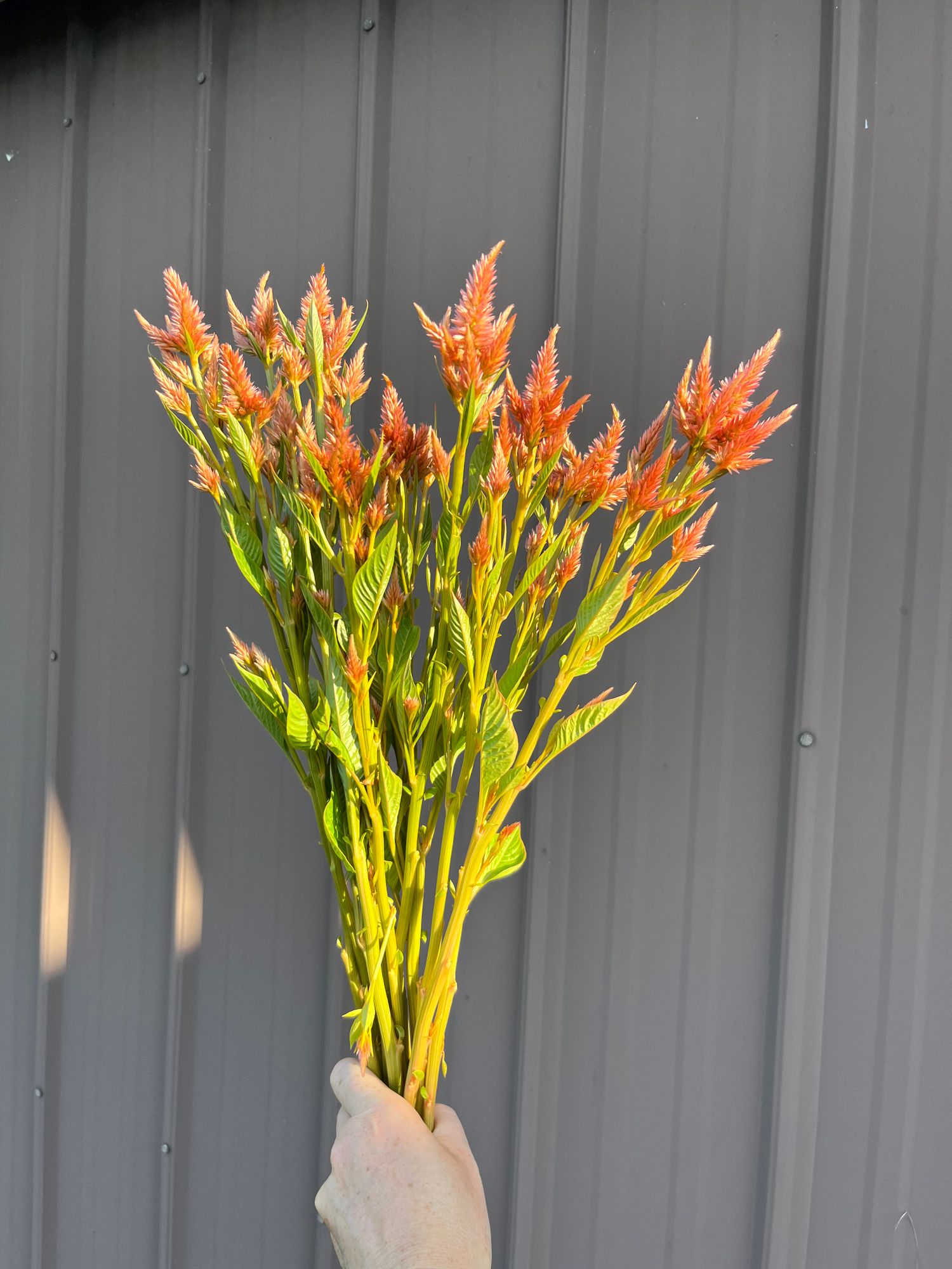 CELOSIA argentea spicata Celway Terracotta