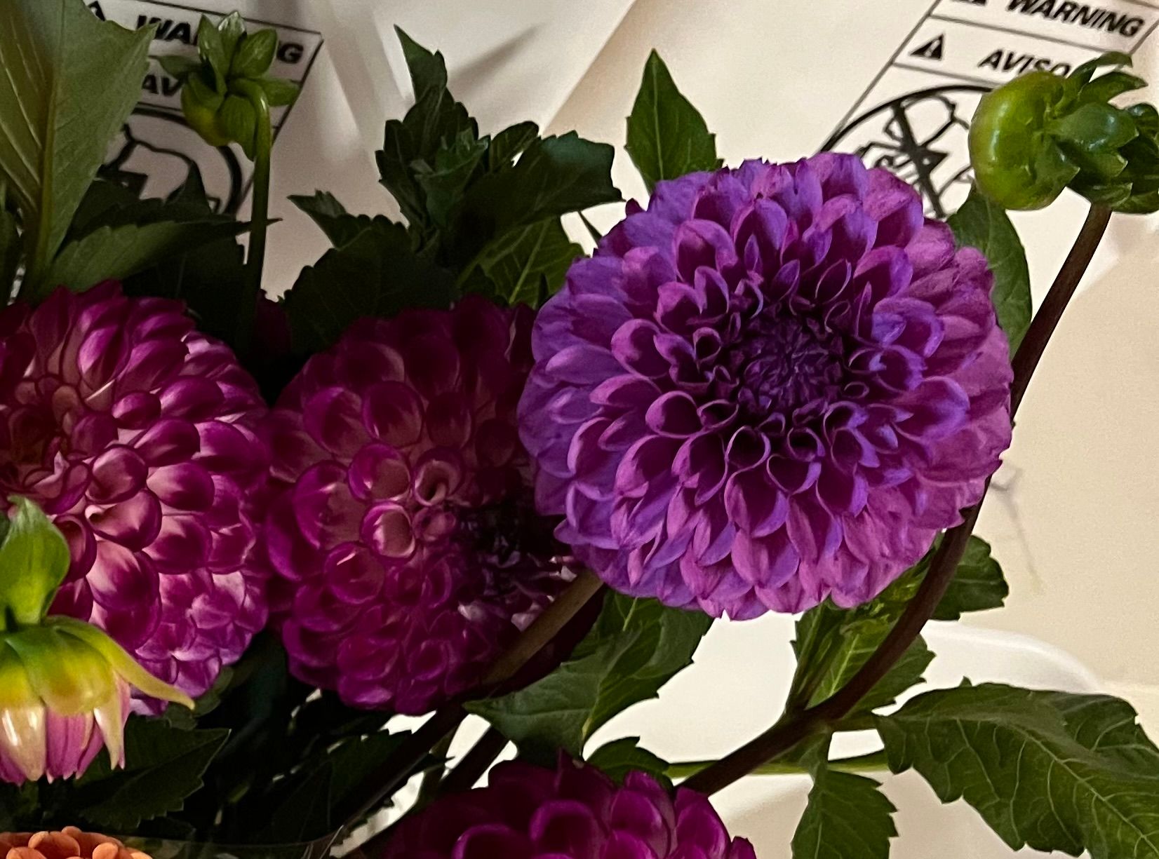 DAHLIA