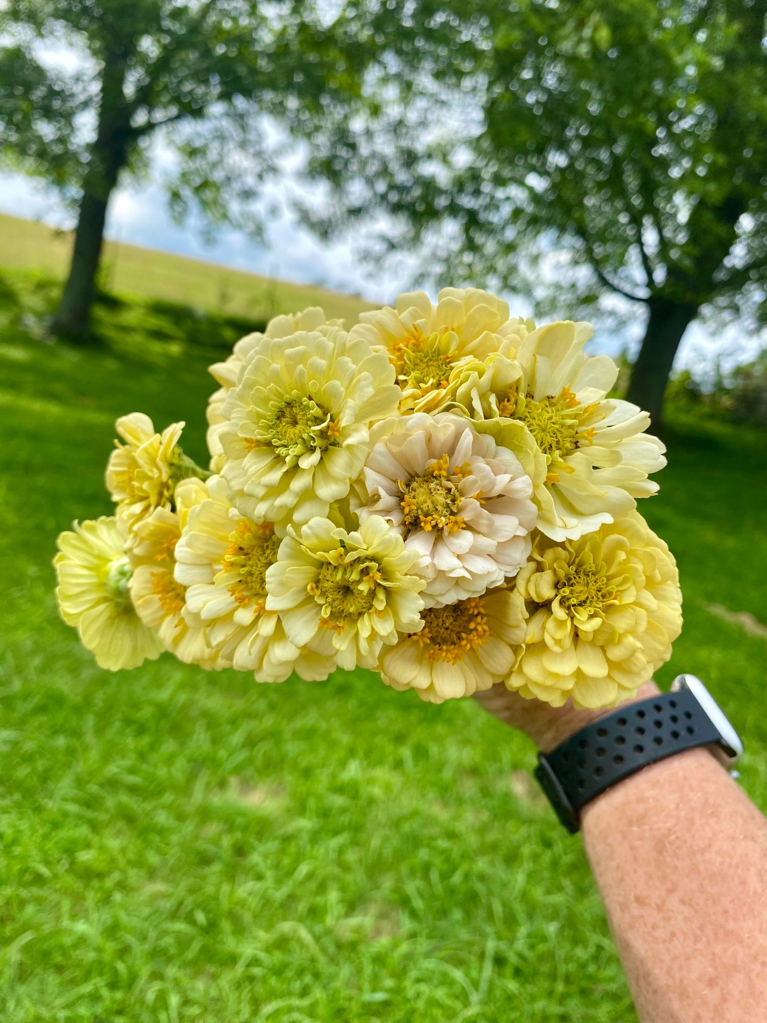 ZINNIA elegans Oklahoma Ivory