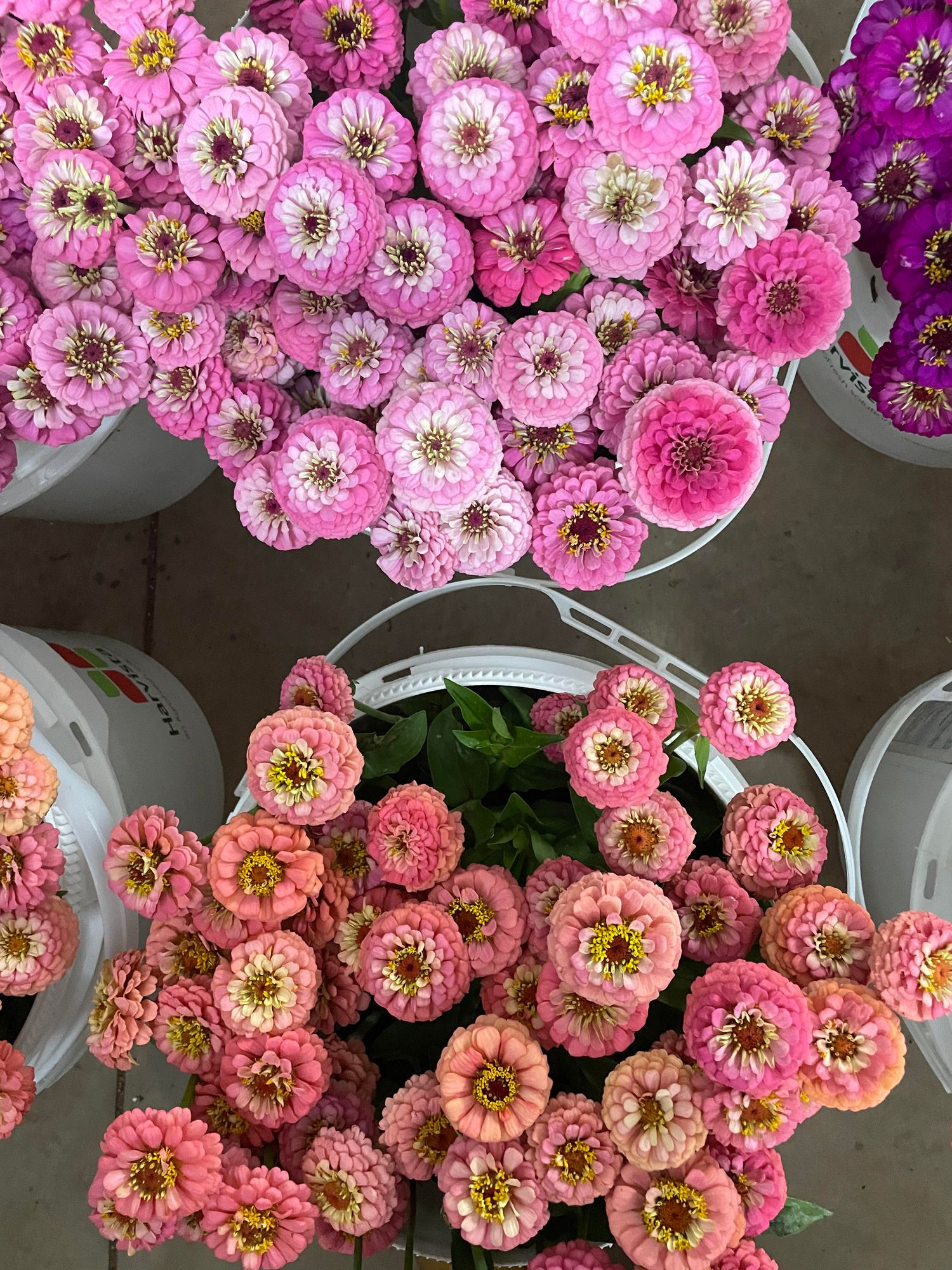 ZINNIA elegans Oklahoma Salmon