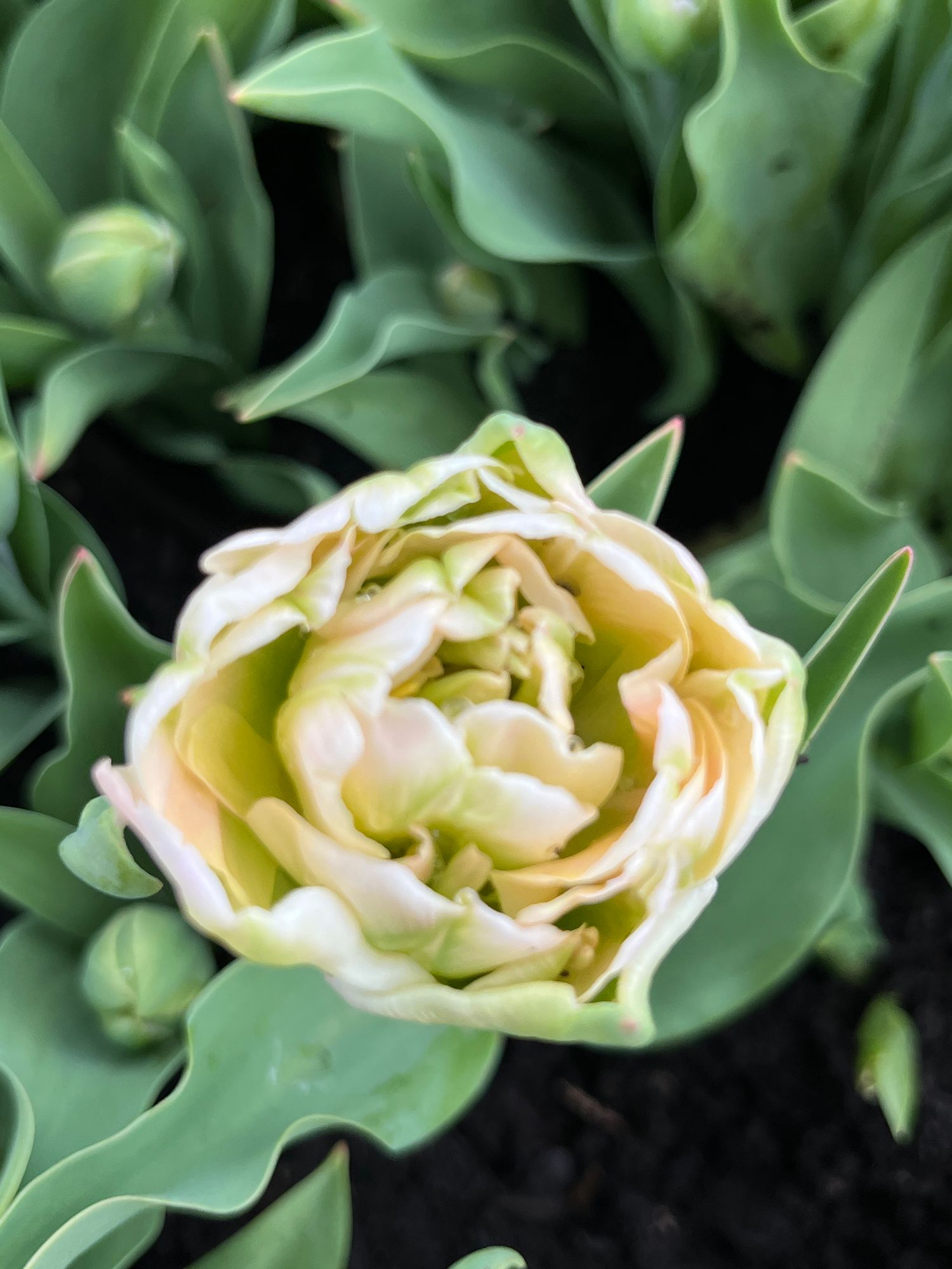 TULIPA Charming Lady