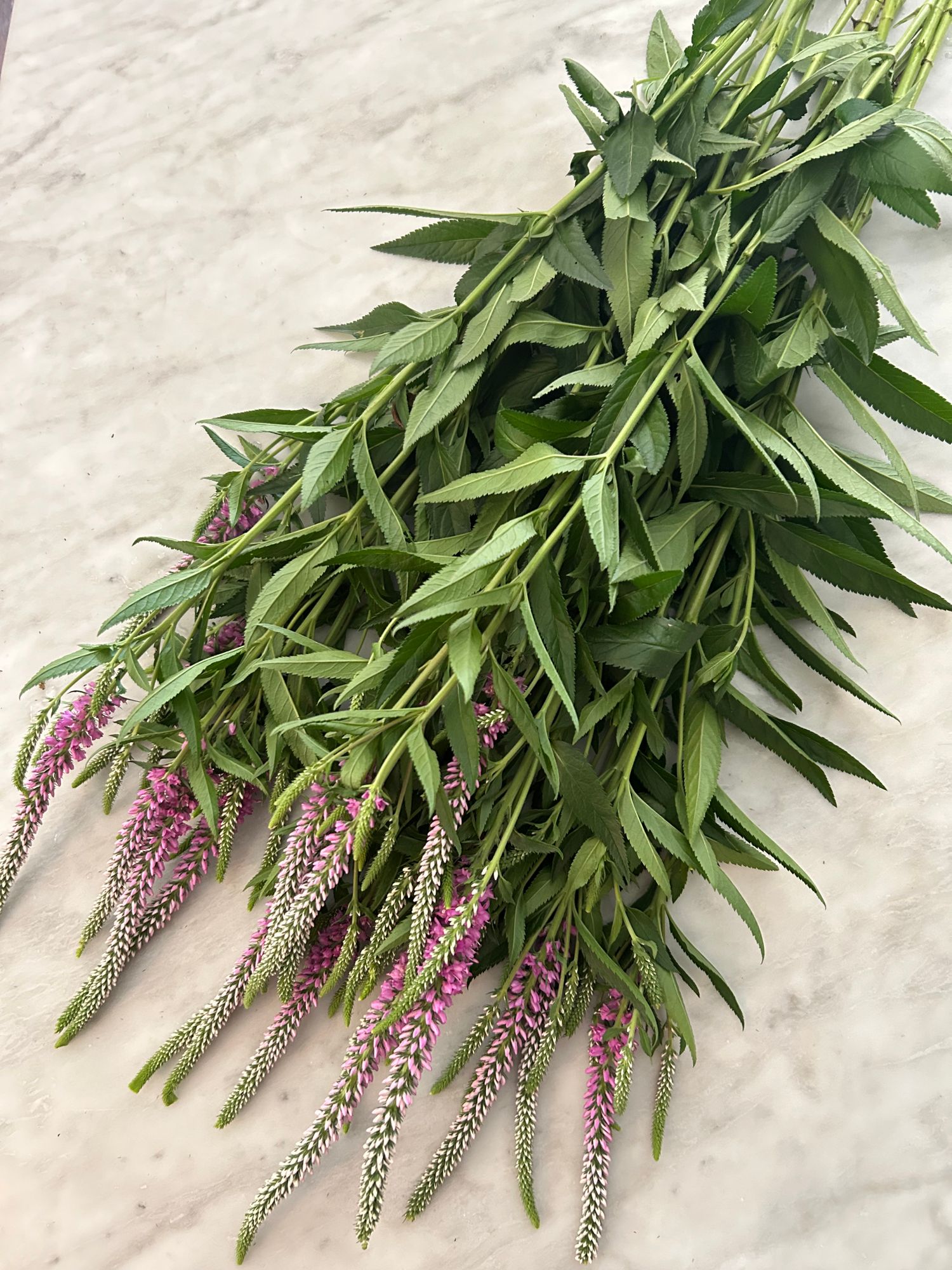VERONICA longifolia Skylar