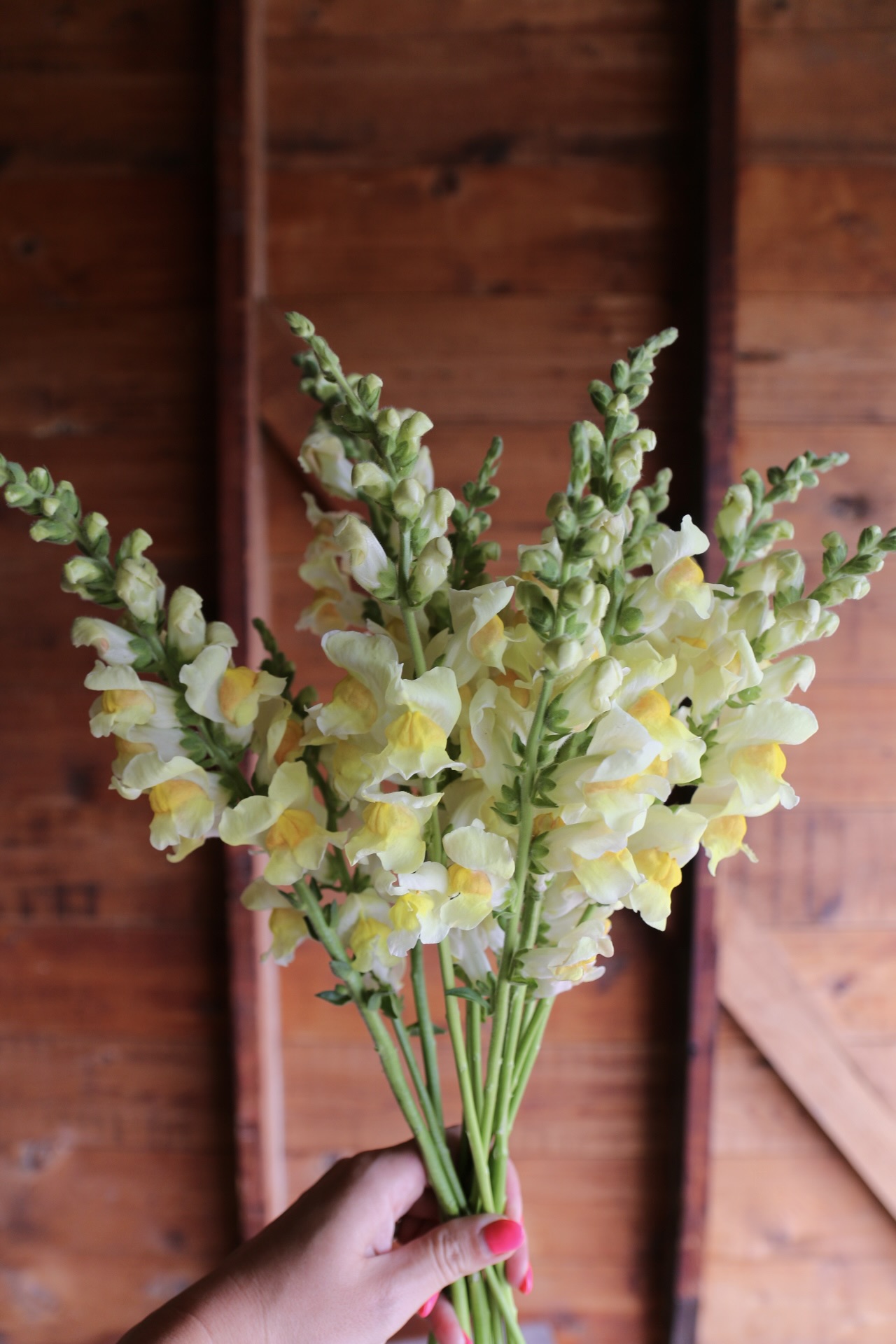 ANTIRRHINUM majus