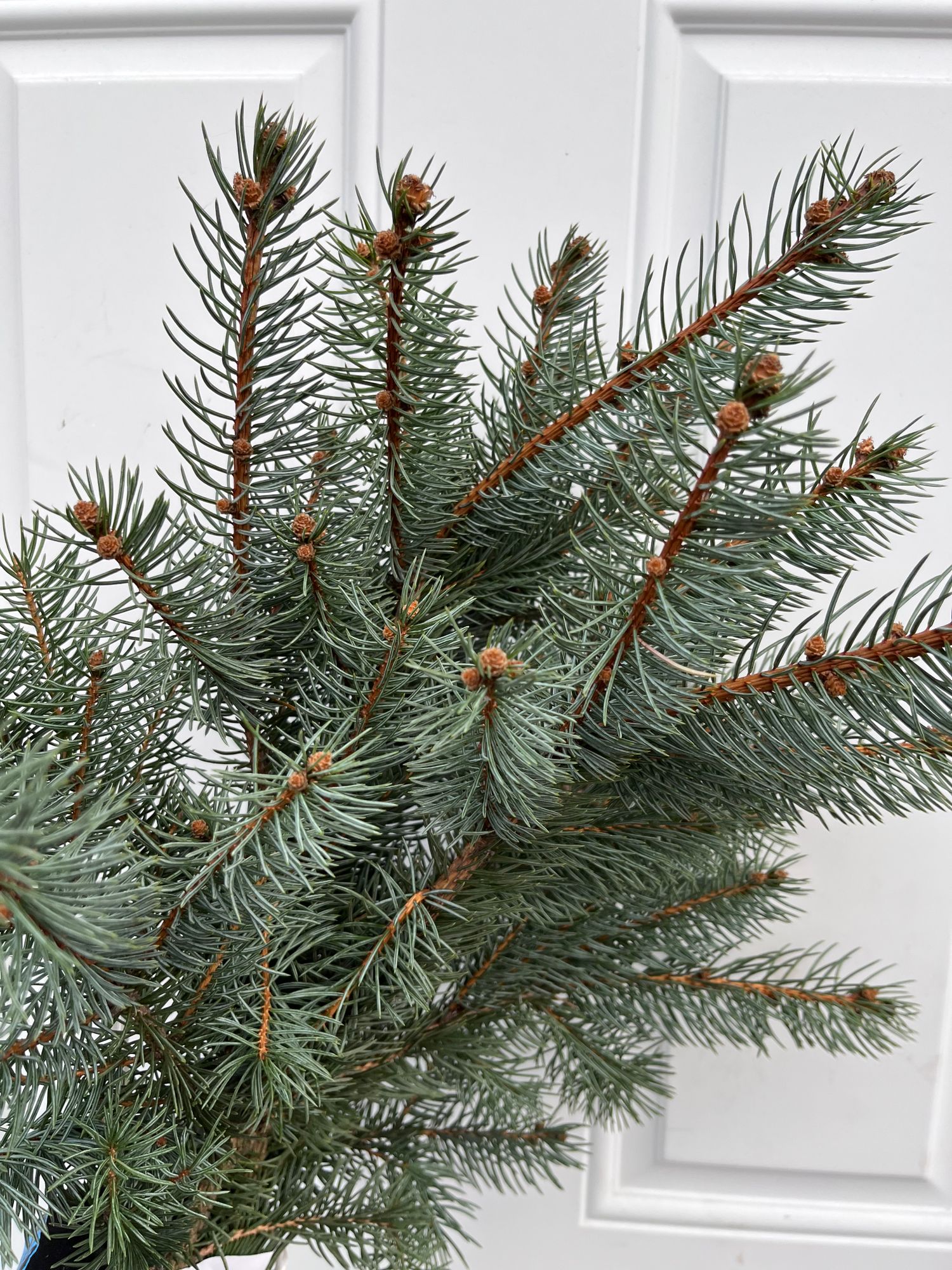 PICEA pungens