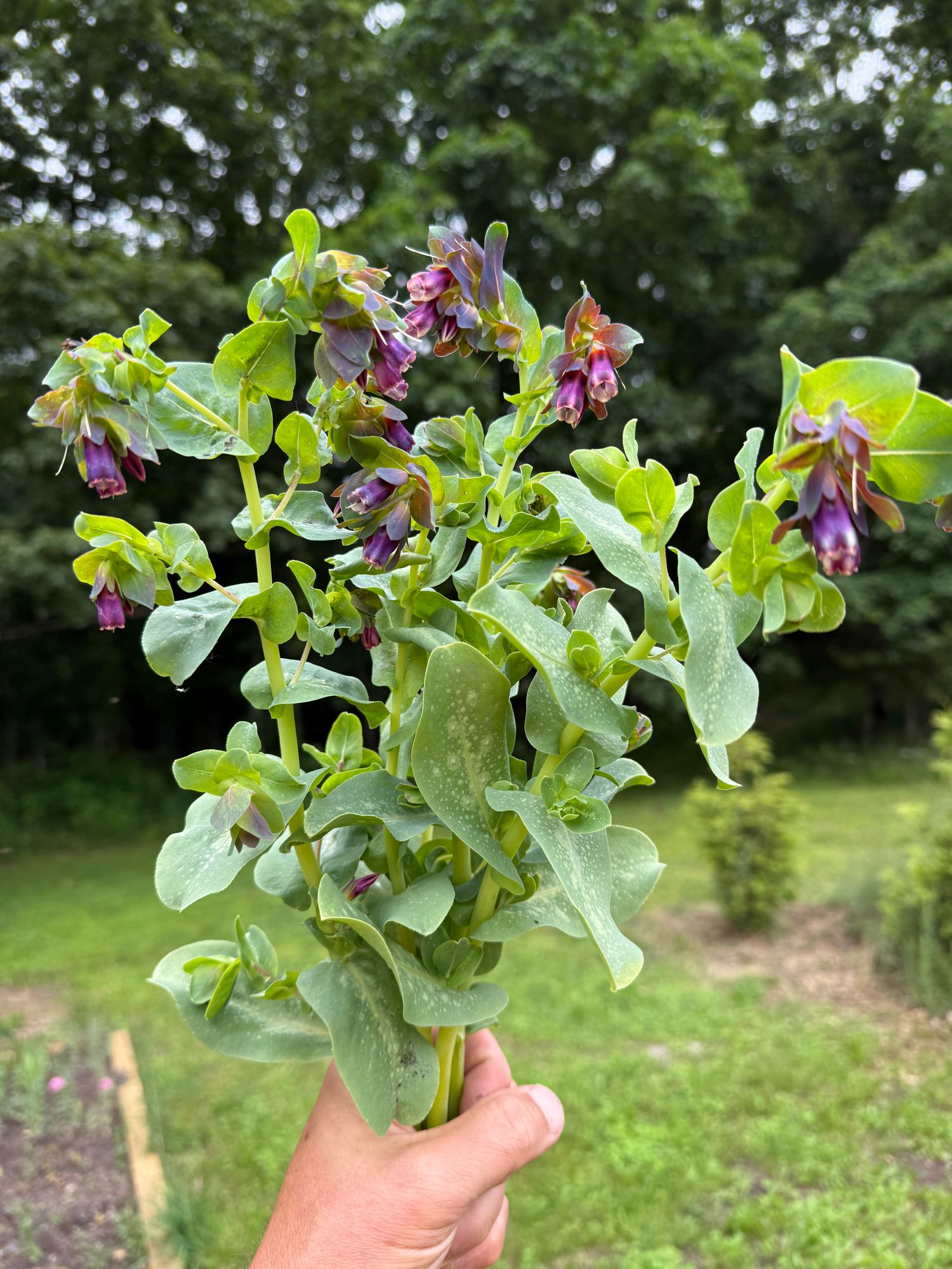 CERINTHE major Purpurascens