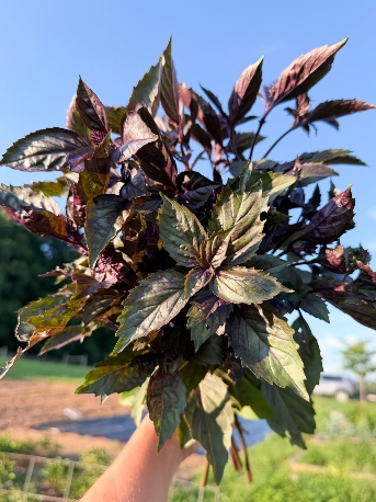 OCIMUM basilicum Aromatto