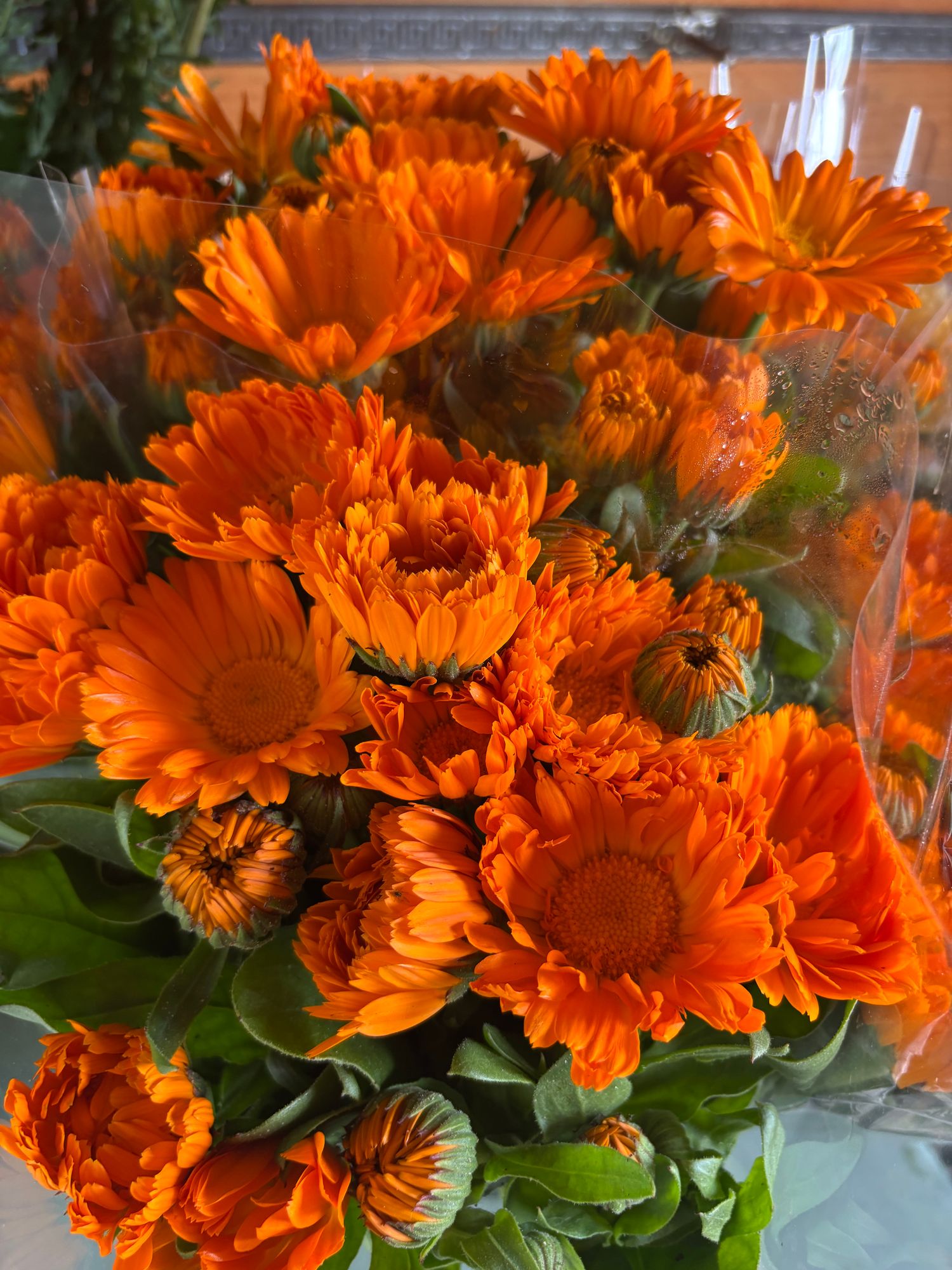 CALENDULA officinalis