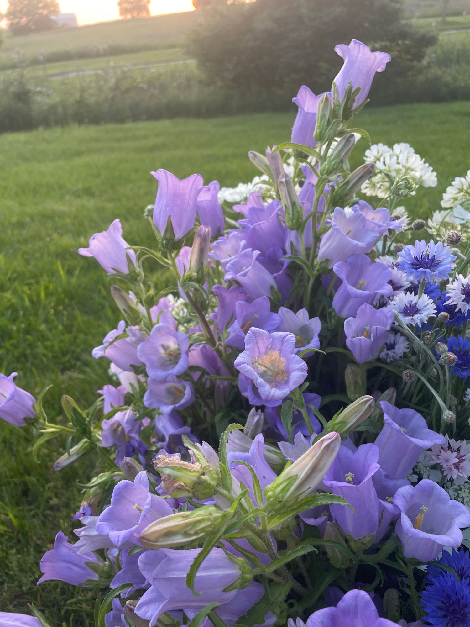 CAMPANULA carpatica Champion Pro