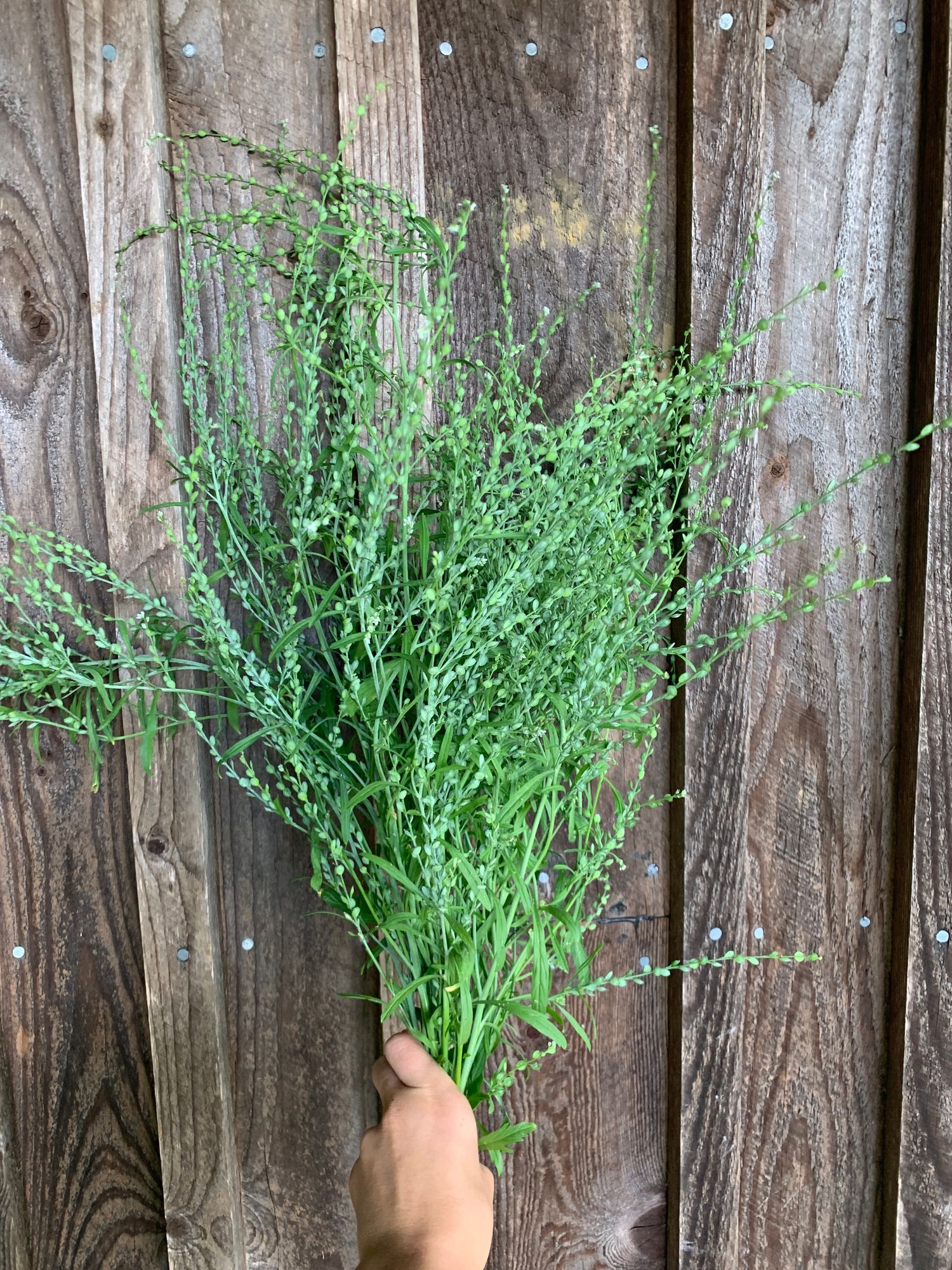 LEPIDIUM sativum