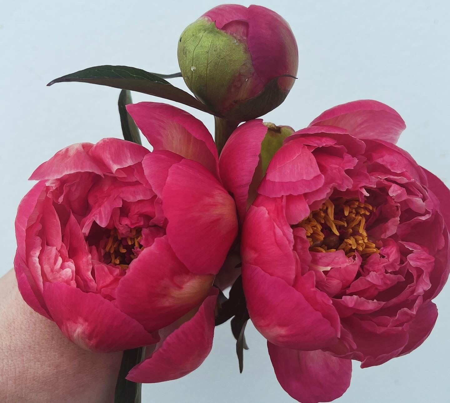 PAEONIA lactiflora Coral Charm