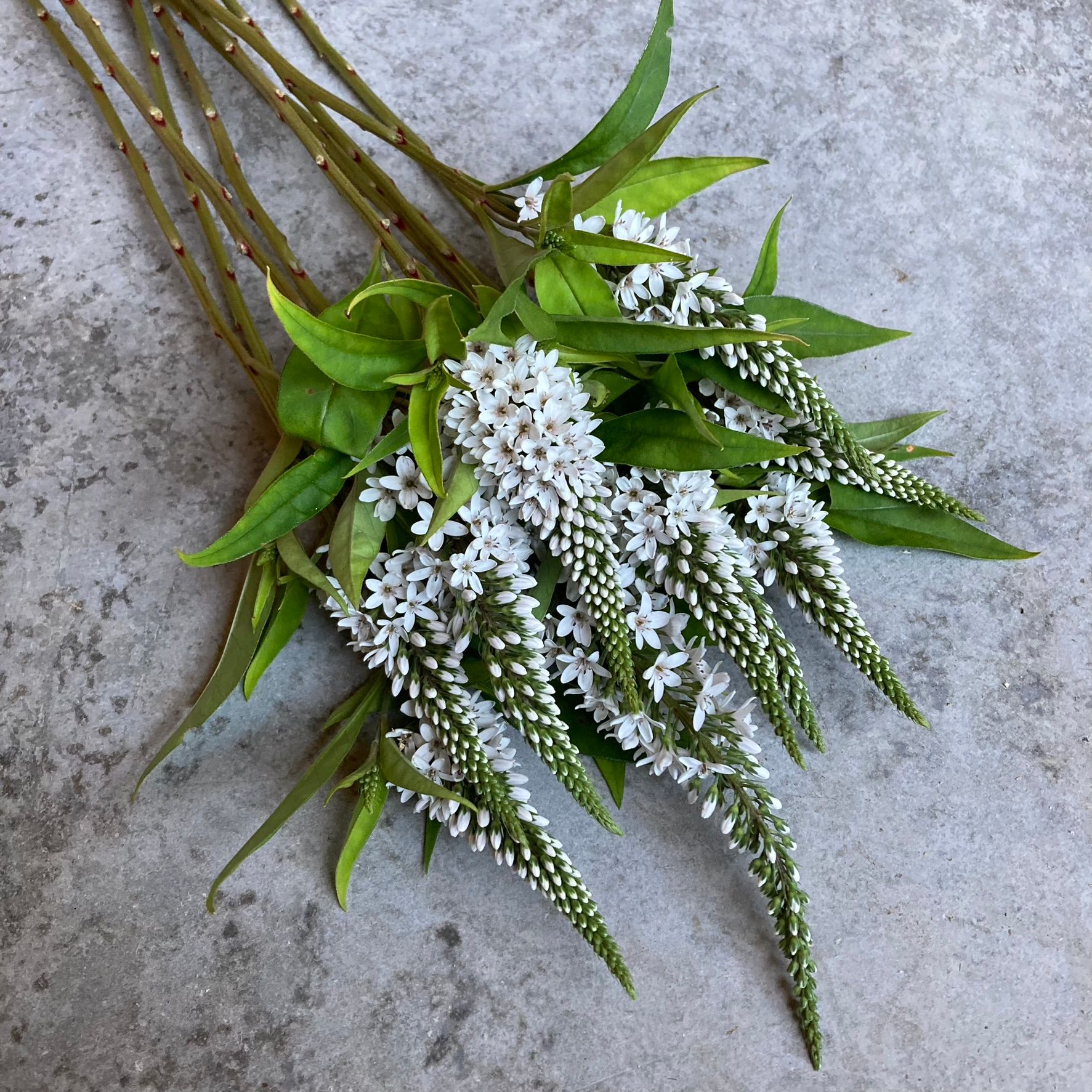 LYSIMACHIA clethroides