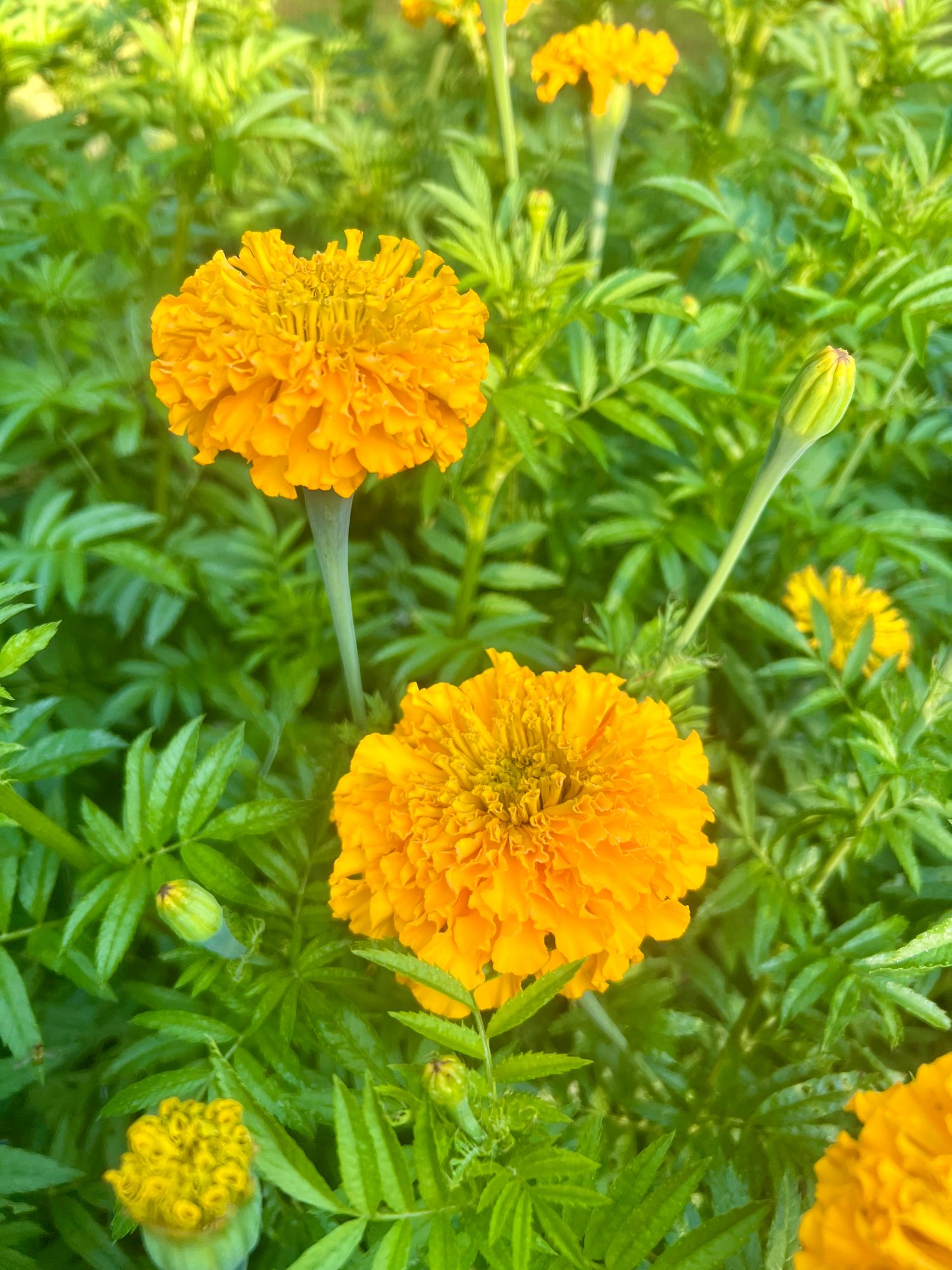 TAGETES erecta