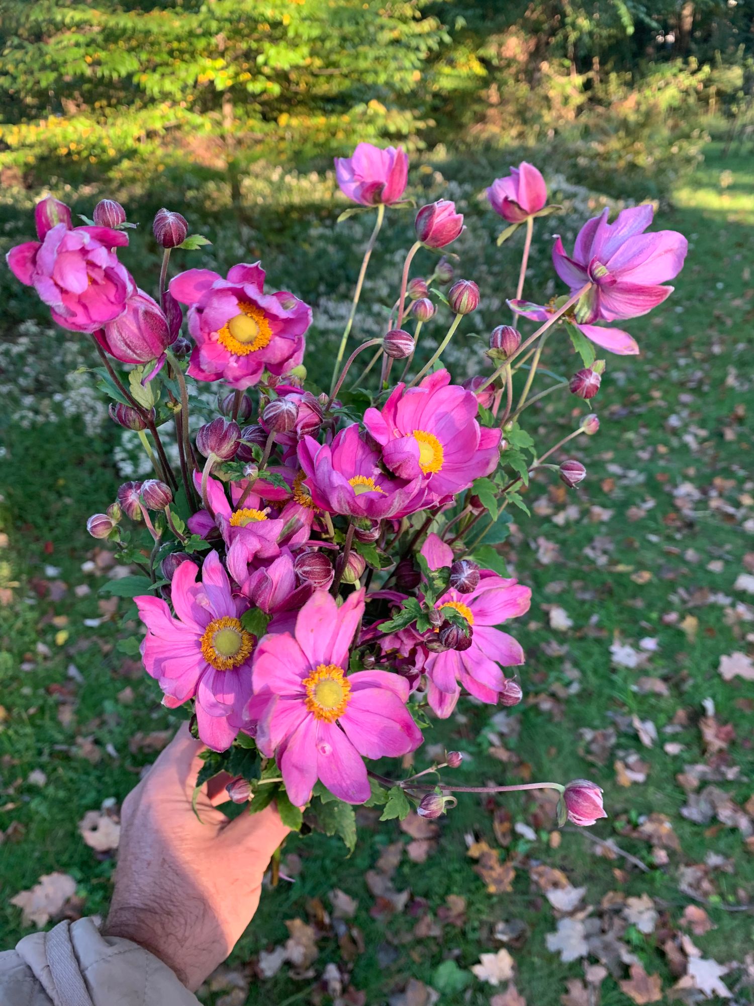 ANEMONE
