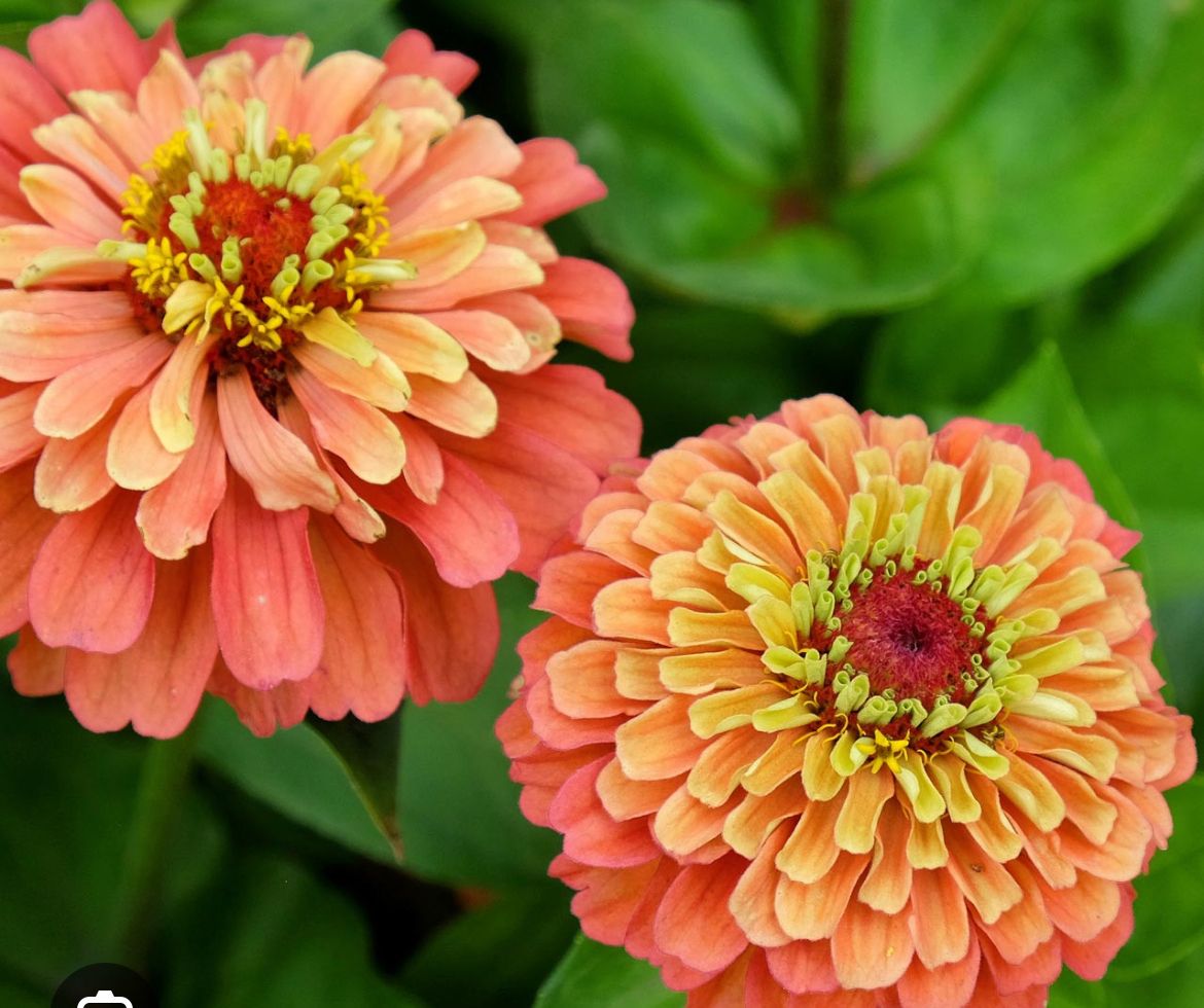 ZINNIA elegans Queeny Lime Orange