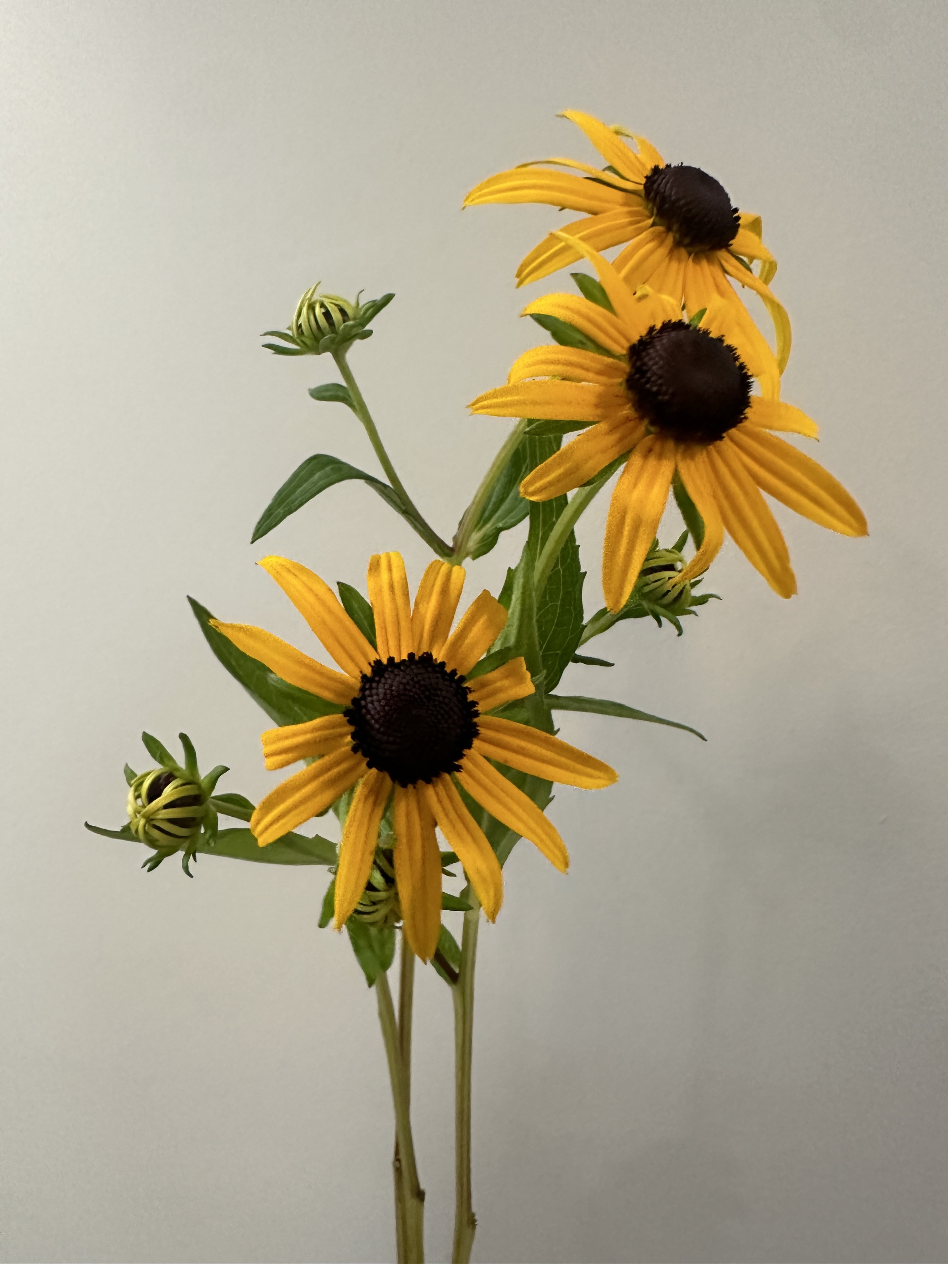 RUDBECKIA hirta