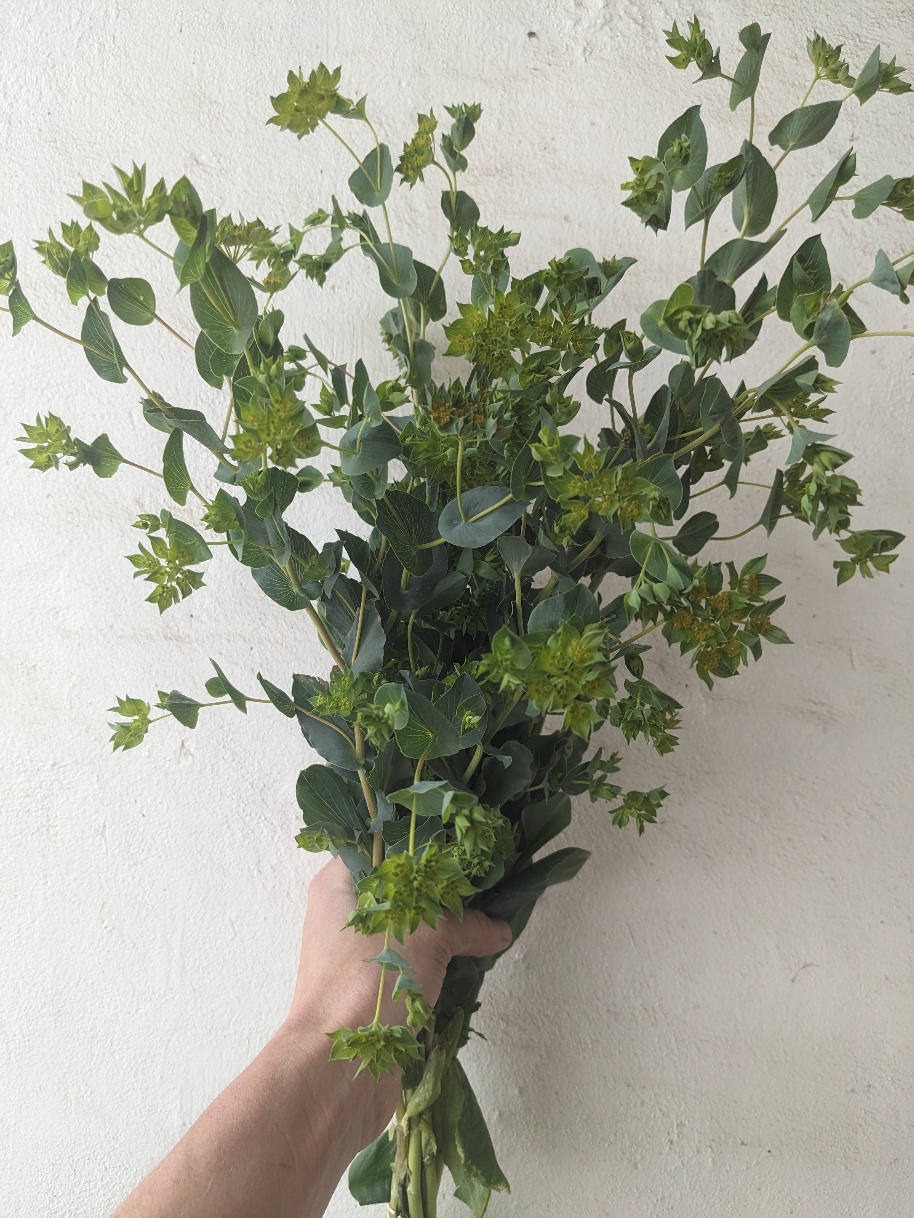 BUPLEURUM griffithii Green Gold