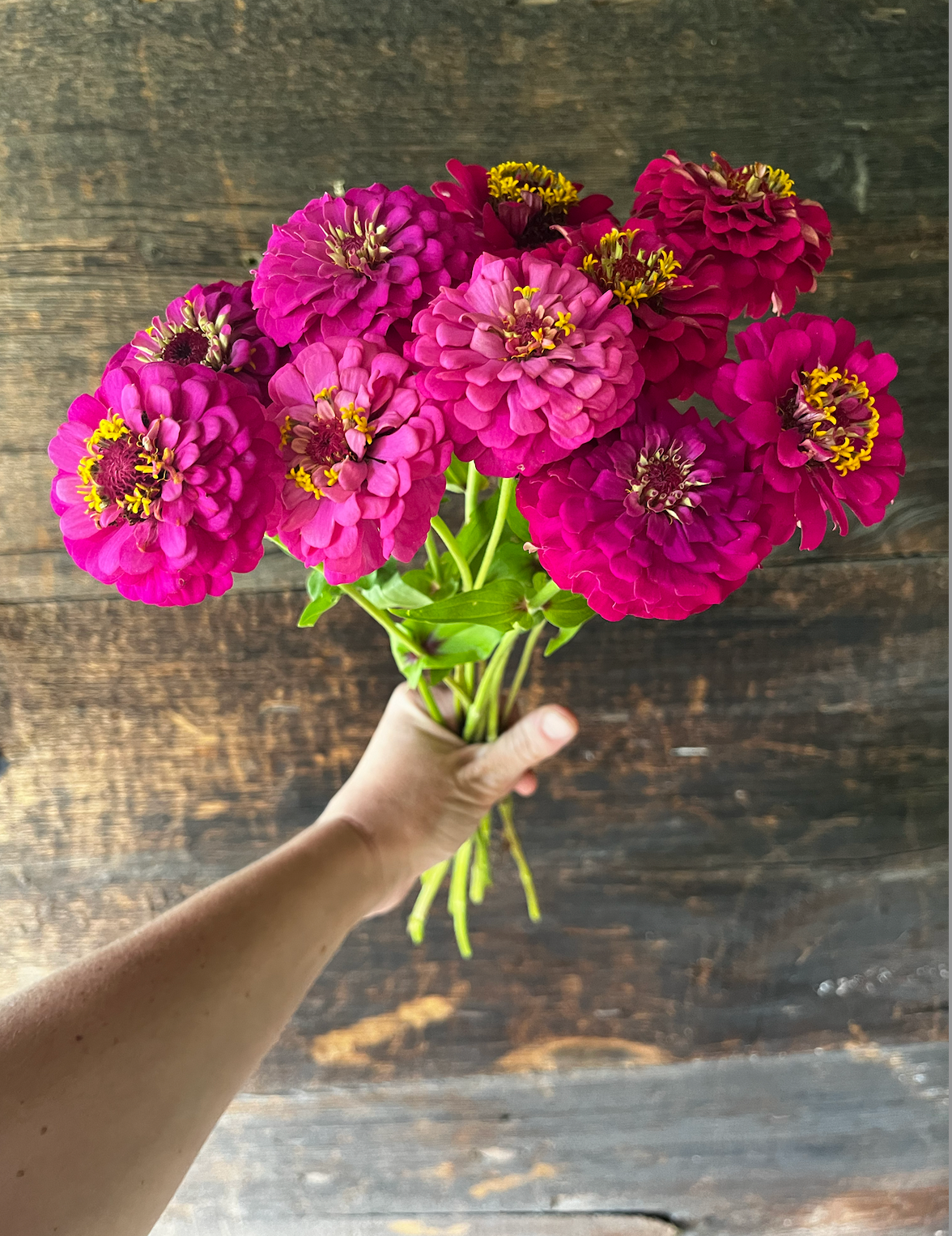 ZINNIA elegans Oklahoma Carmine Rose