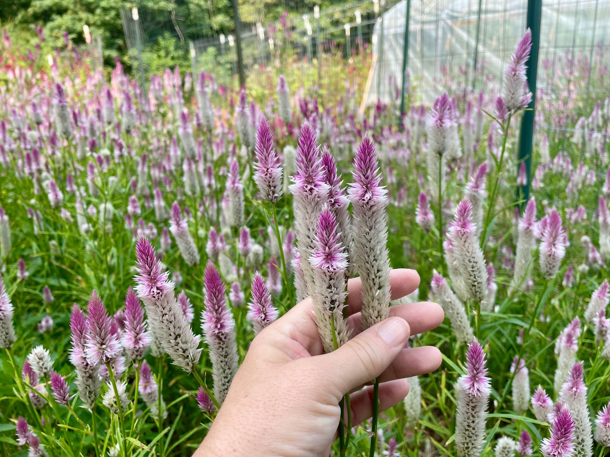 CELOSIA argentea spicata