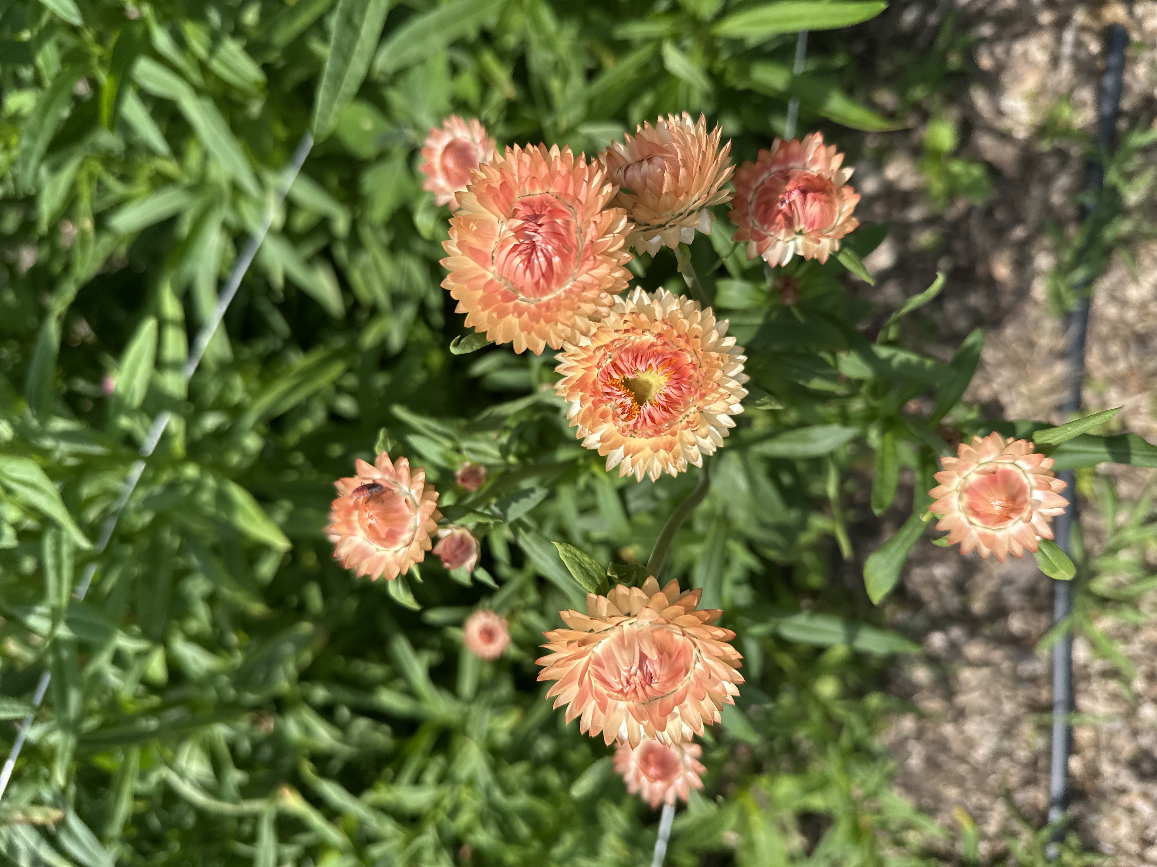 XEROCHRYSUM bracteatum Apricot Peach