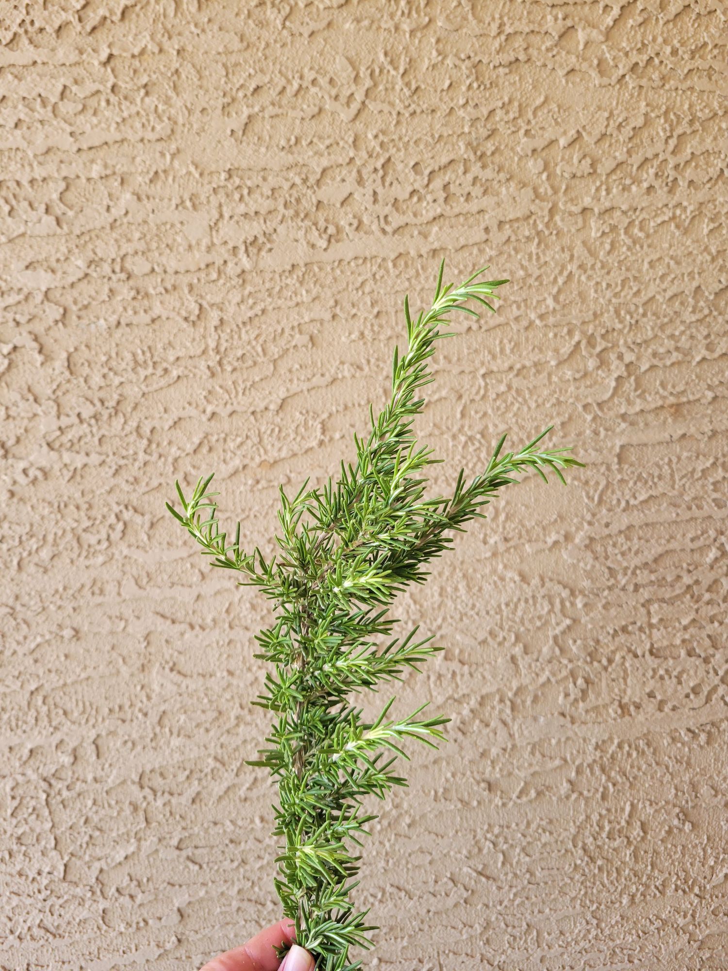 SALVIA rosmarinus
