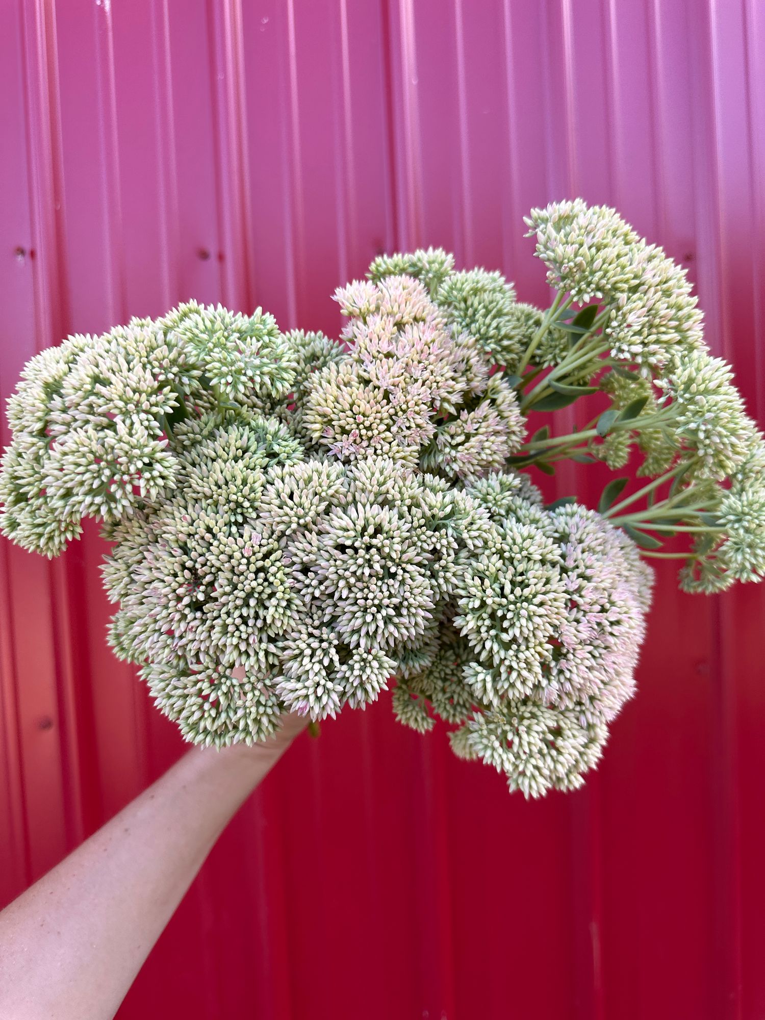 SEDUM