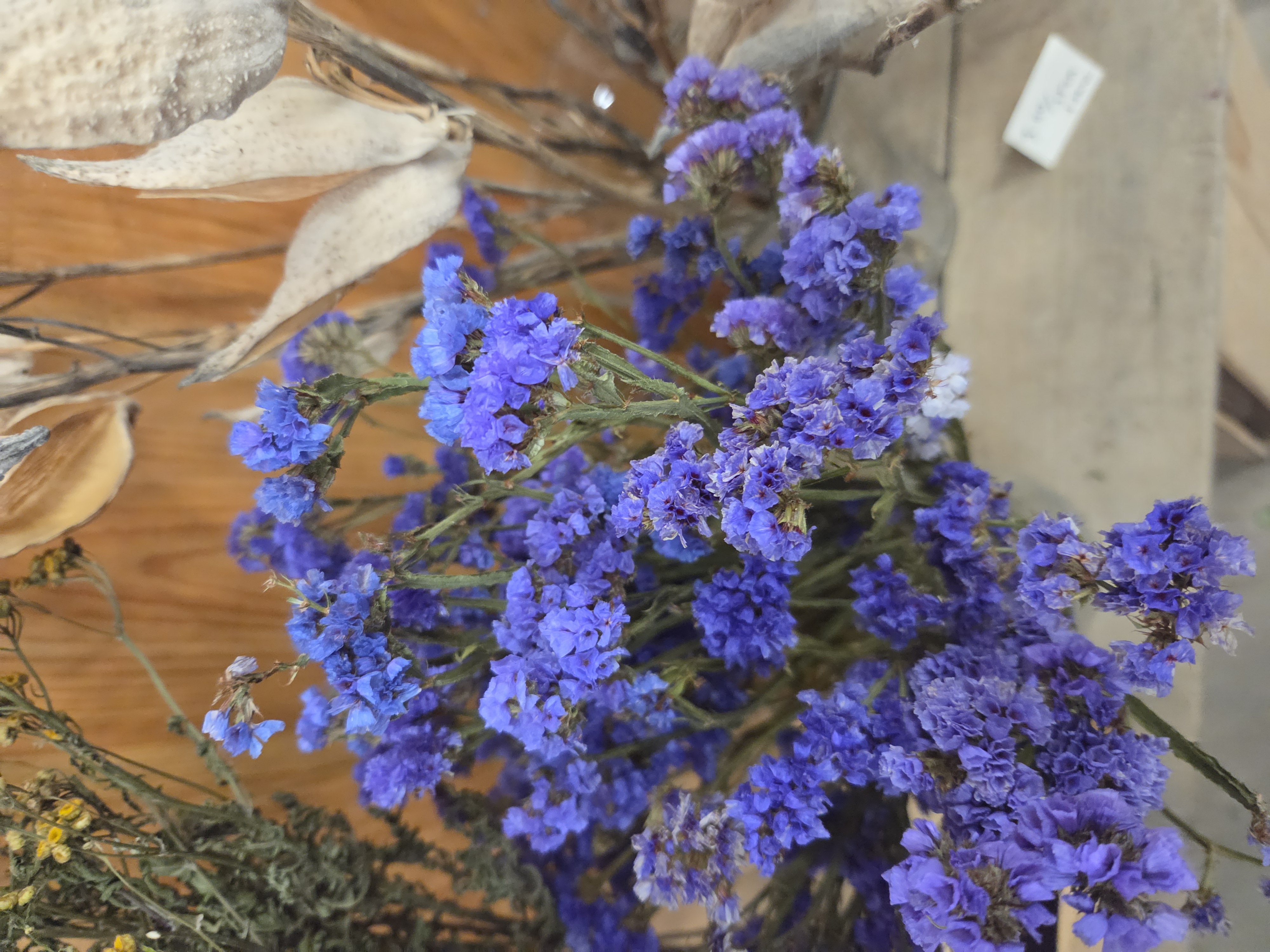 LIMONIUM sinuatum Seeker