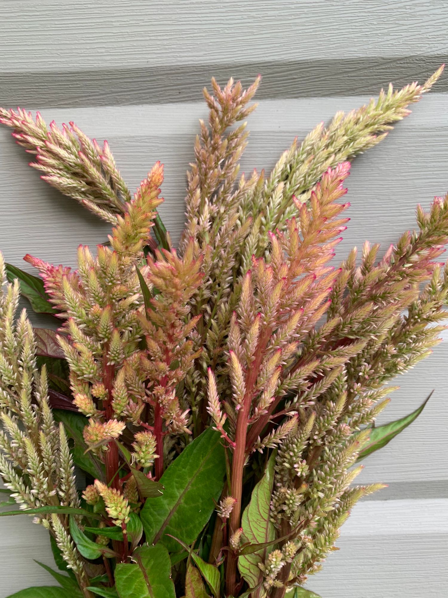 CELOSIA argentea var. plumosa Texas Plume Vintage Rose