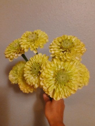 ZINNIA elegans Envy